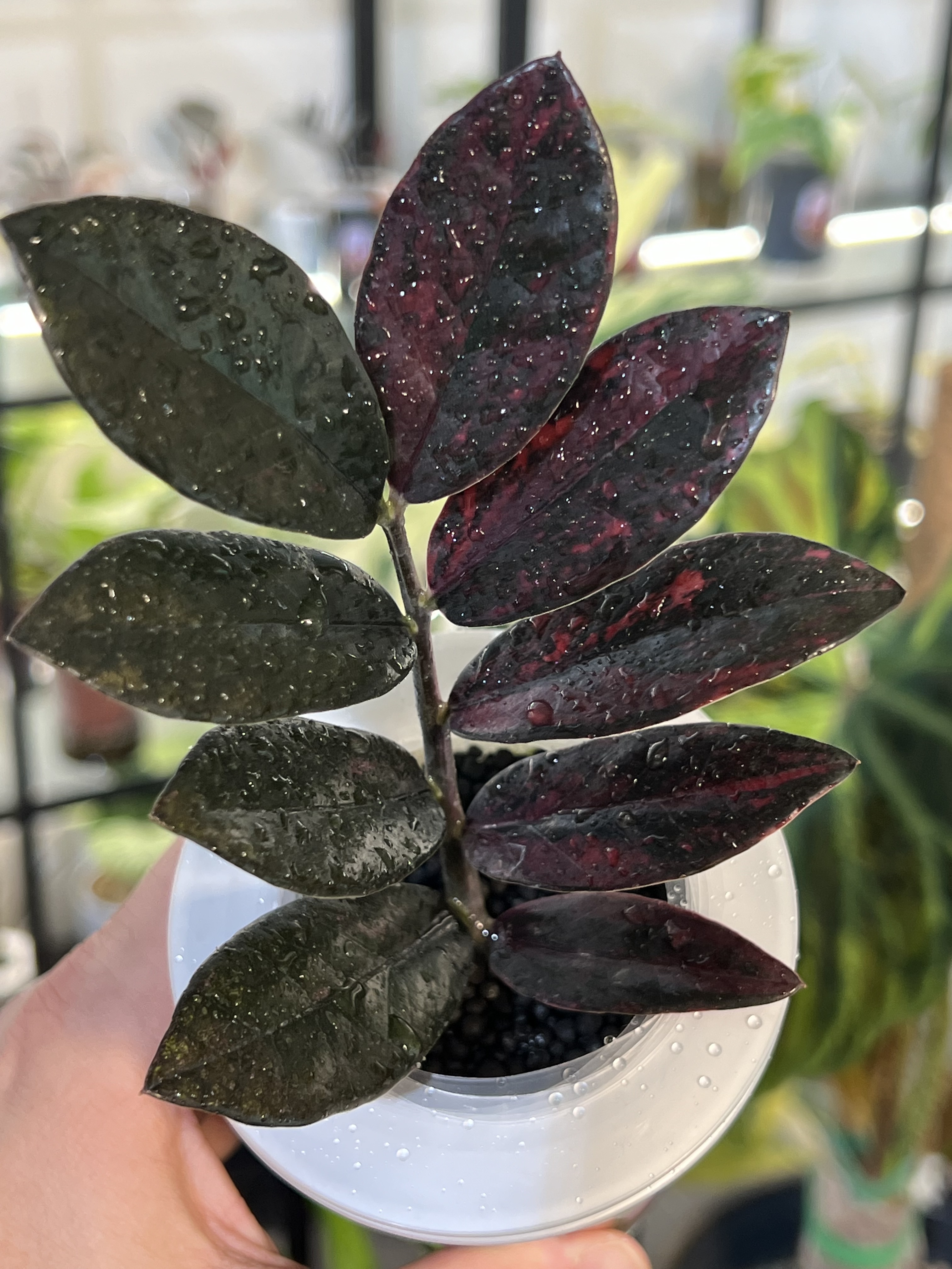 Zamioculcas Zamifolia Raven Pink Variegated