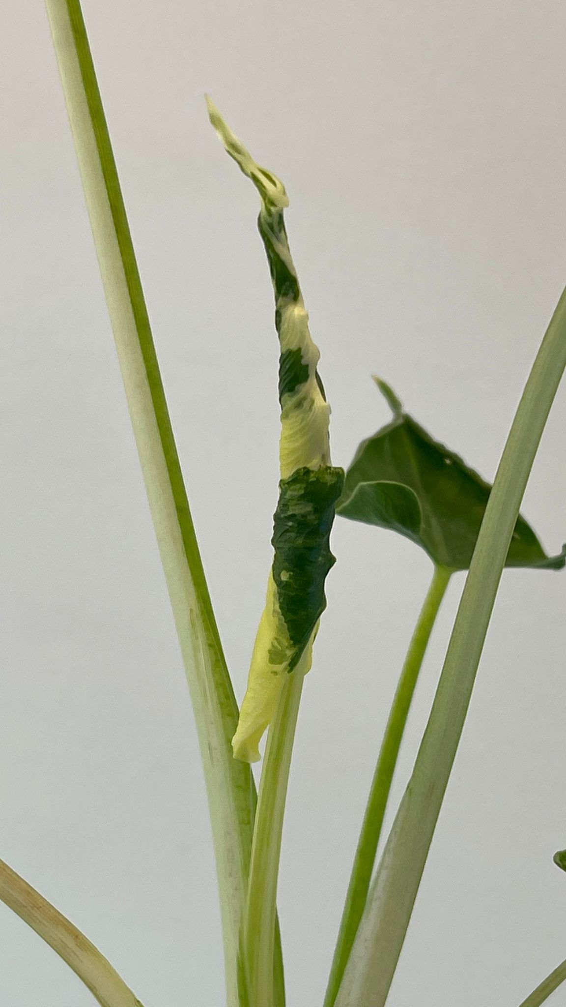 Alocasia Triangularis Dragon’s Tail Albo Variegated