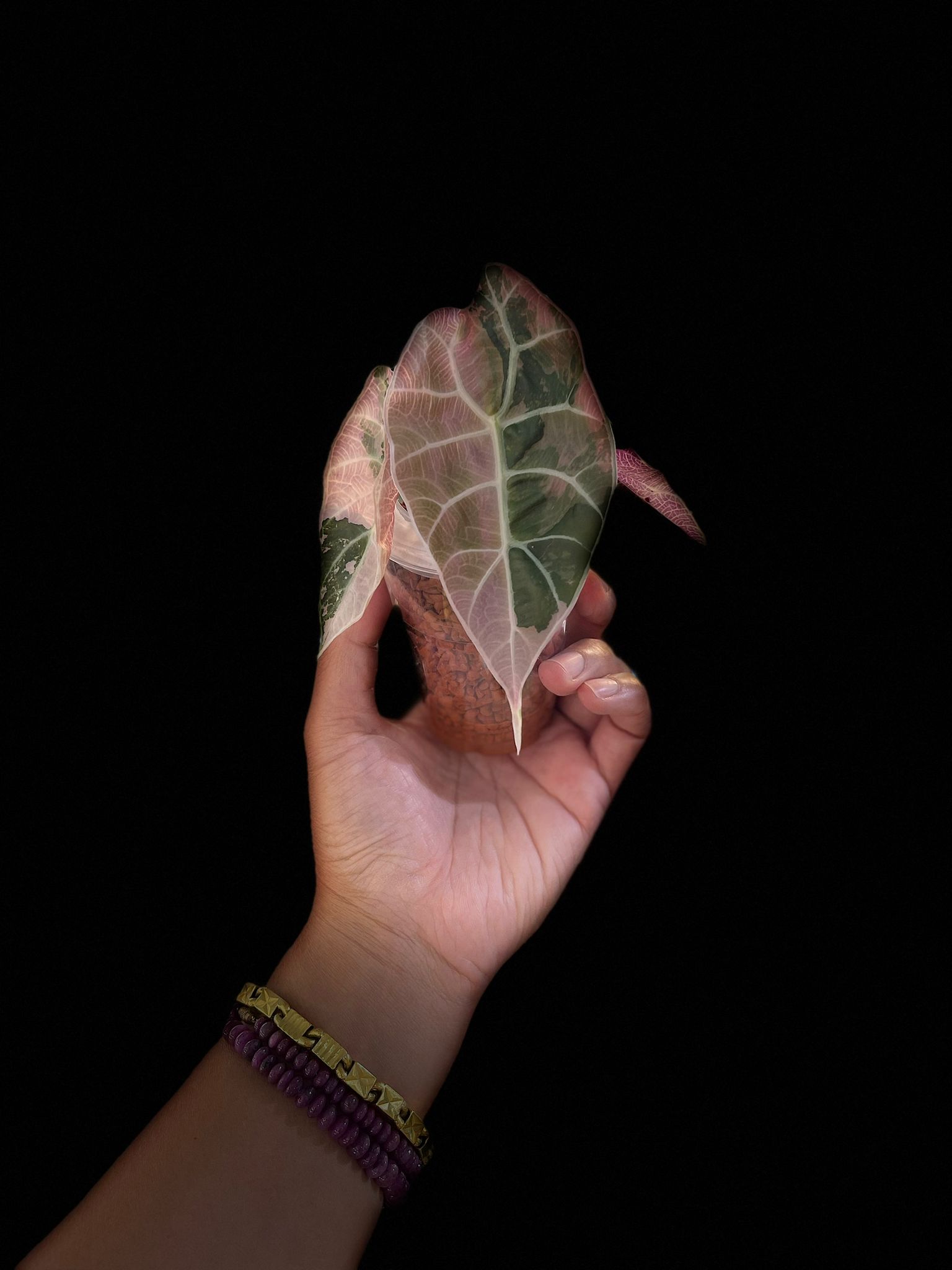 Alocasia Watsonia Pink