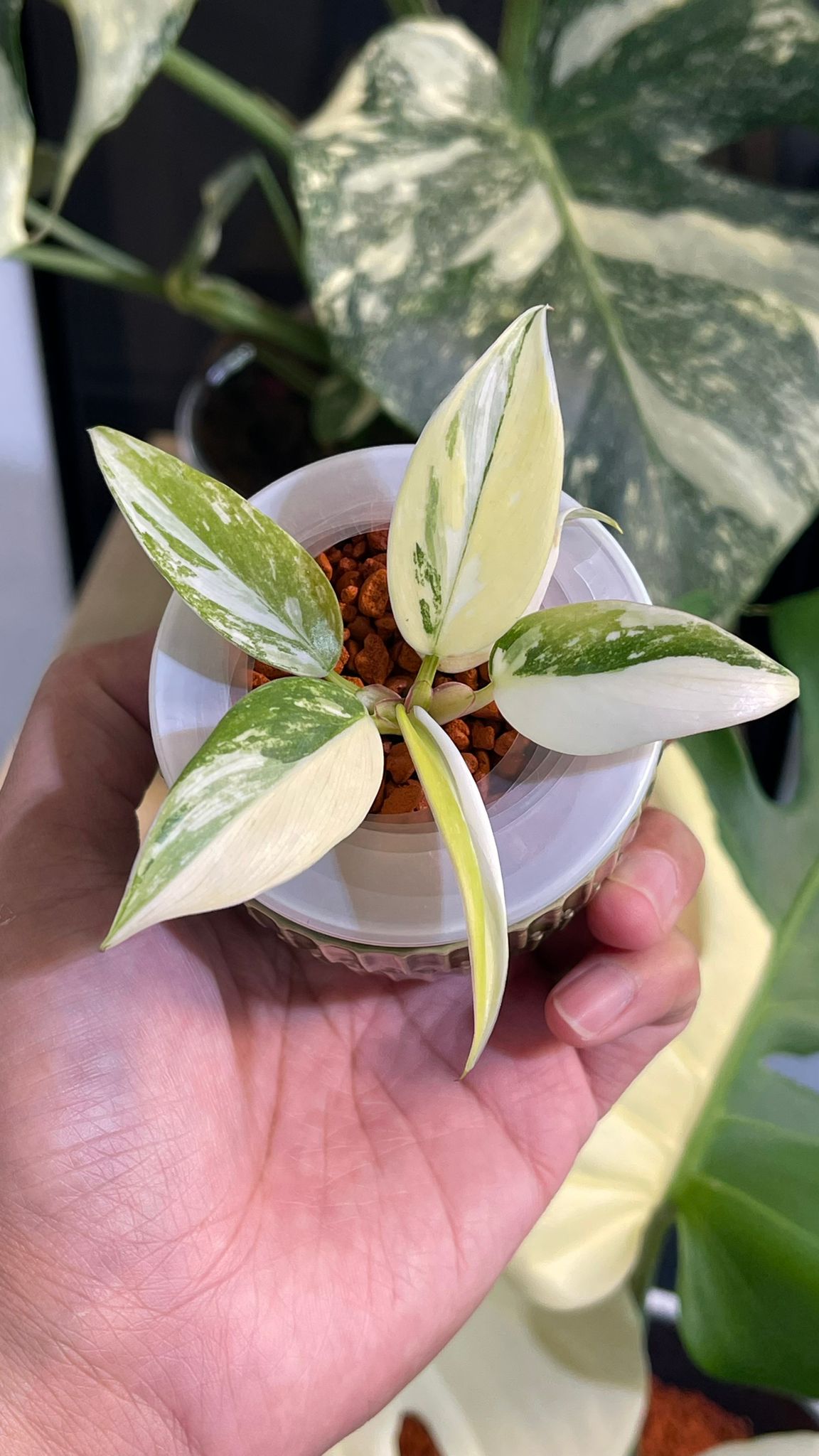 Philodendron White Princess Miracle Variegated