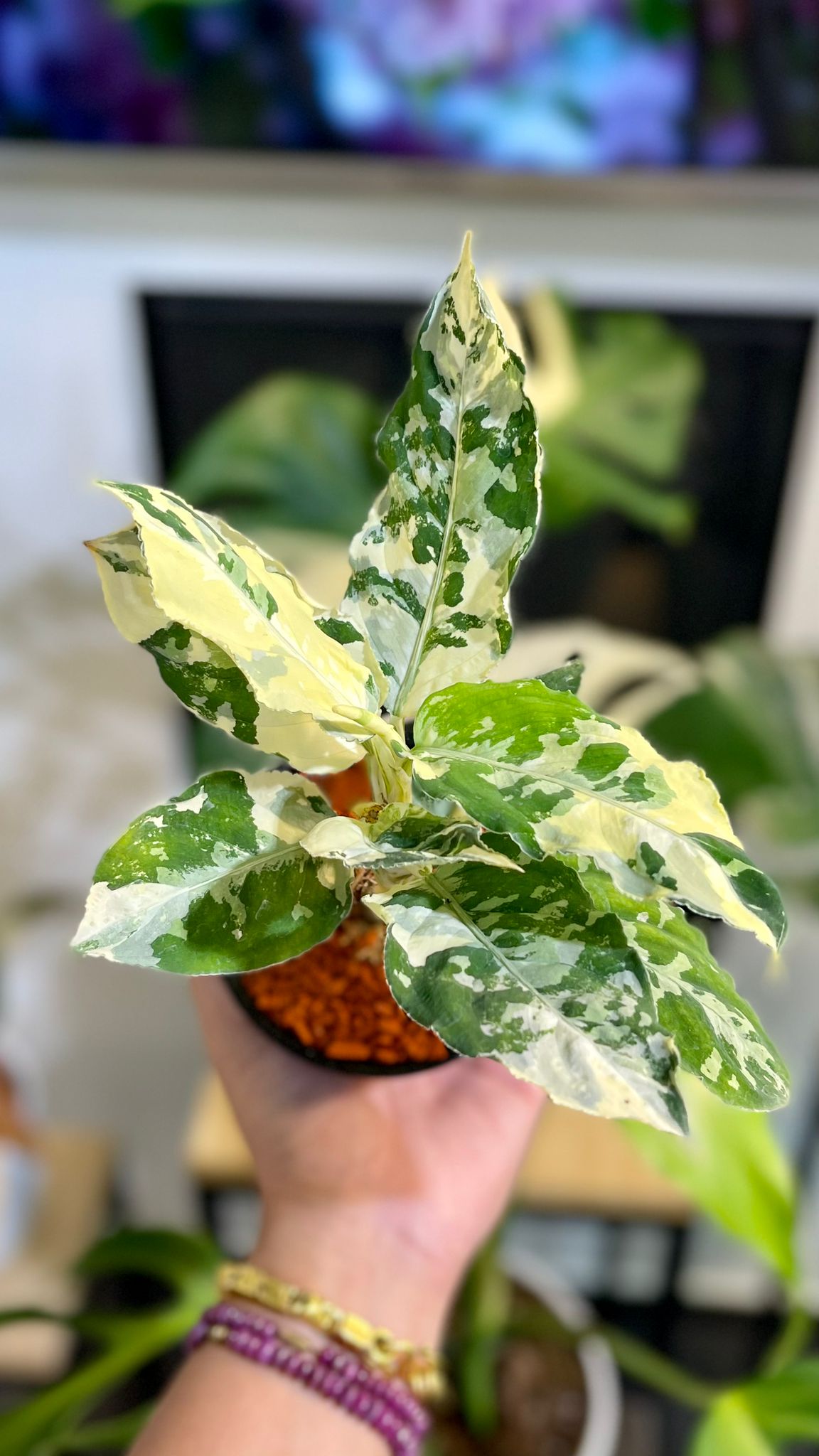 Aglaonema Pictum tricolor Variegated