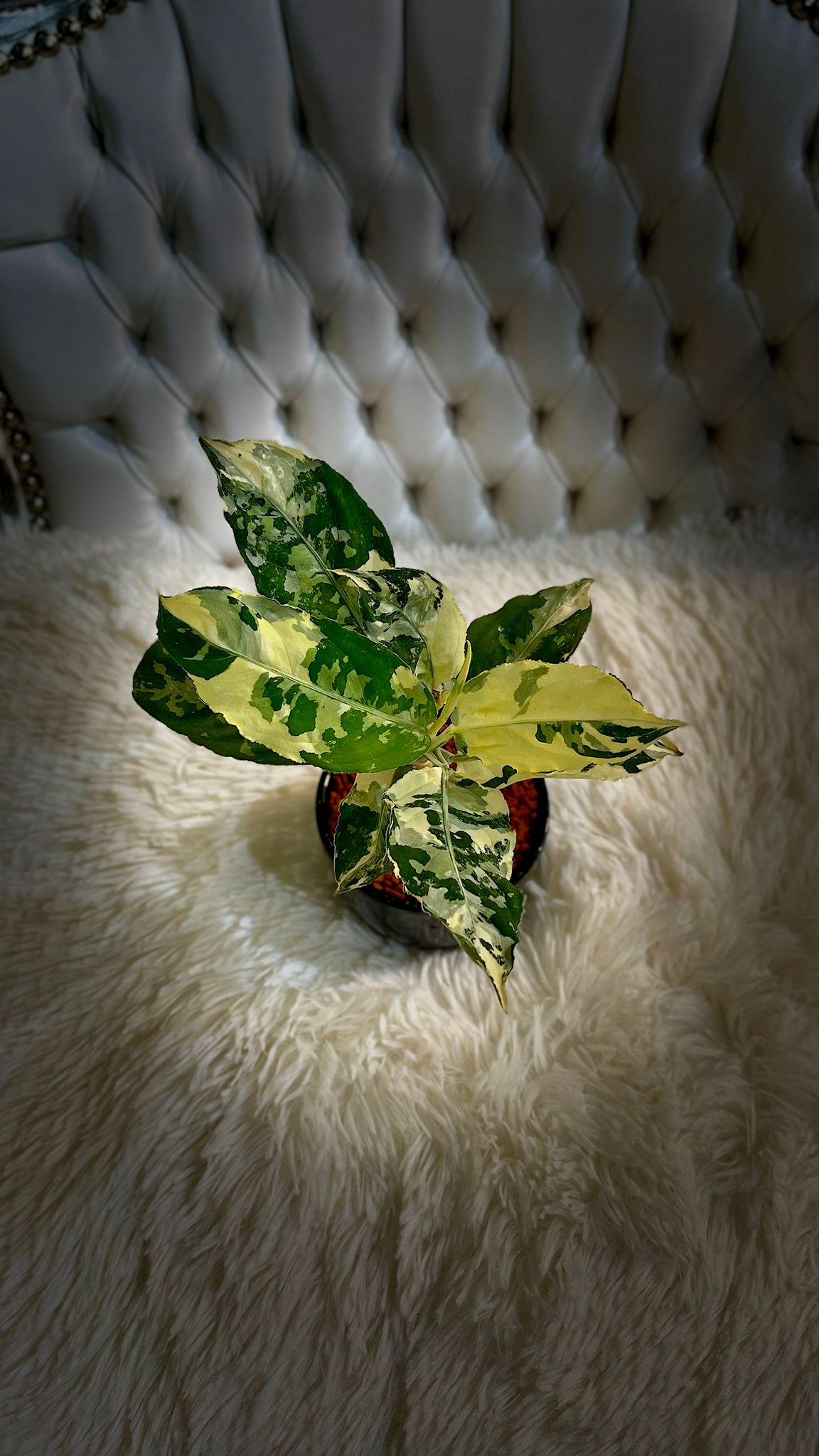 Aglaonema Pictum tricolor Variegated