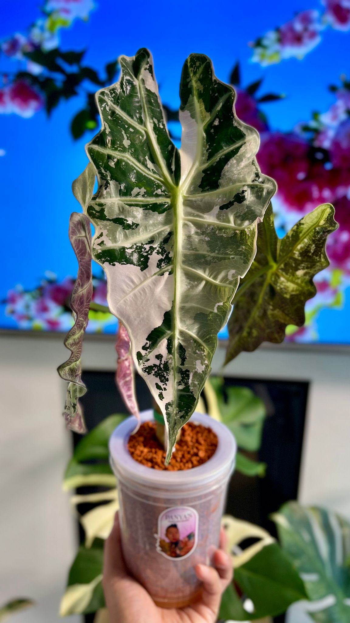 Alocasia Amazonica Pink Variegated