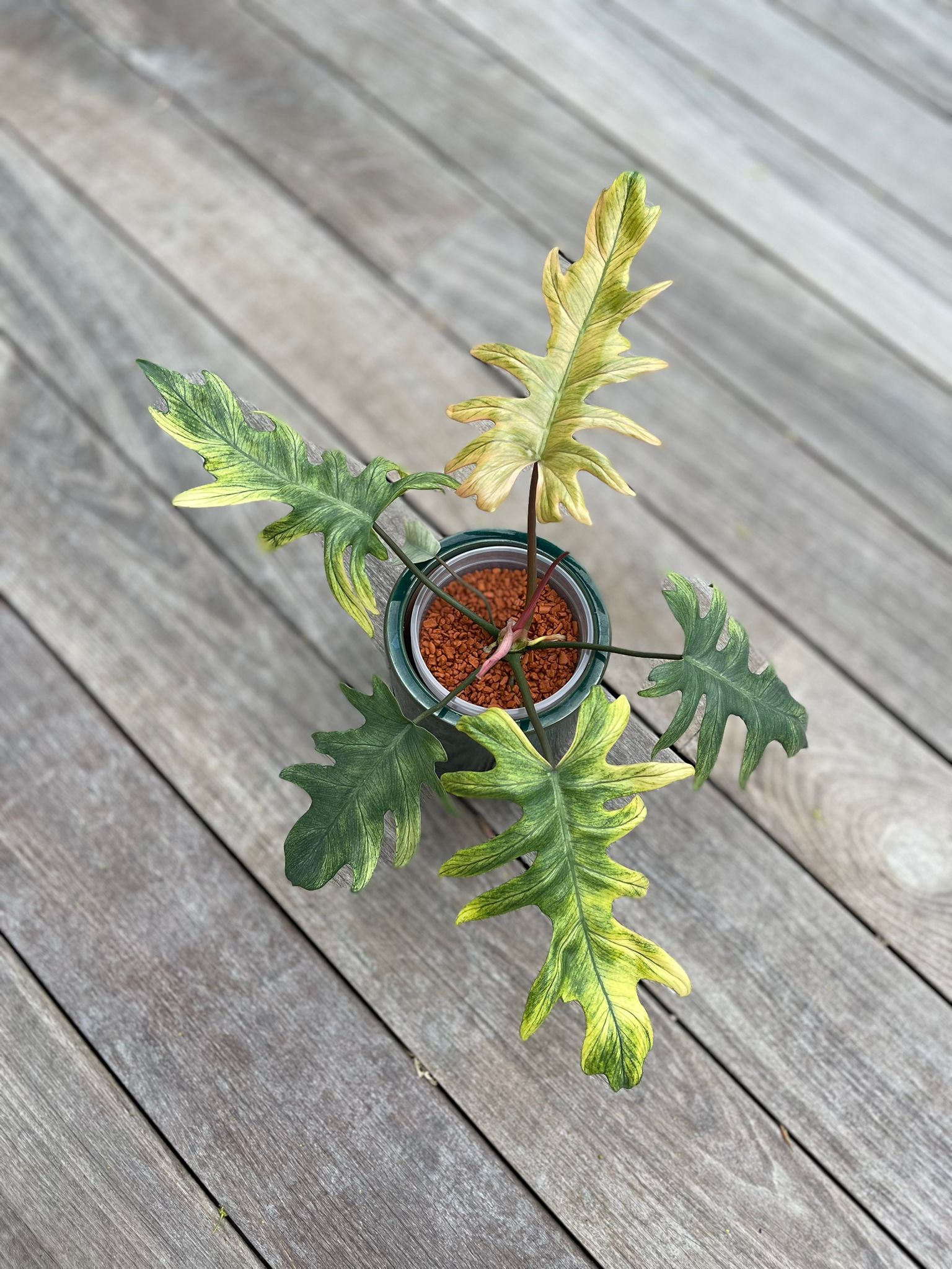 Philodendron Mayoi Variegated