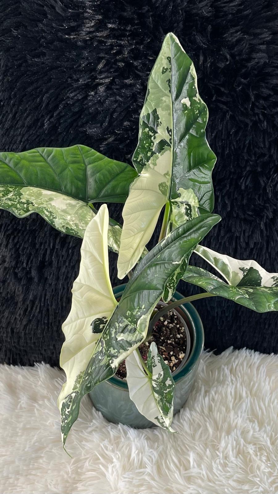 Alocasia Simpo Albo Variegated