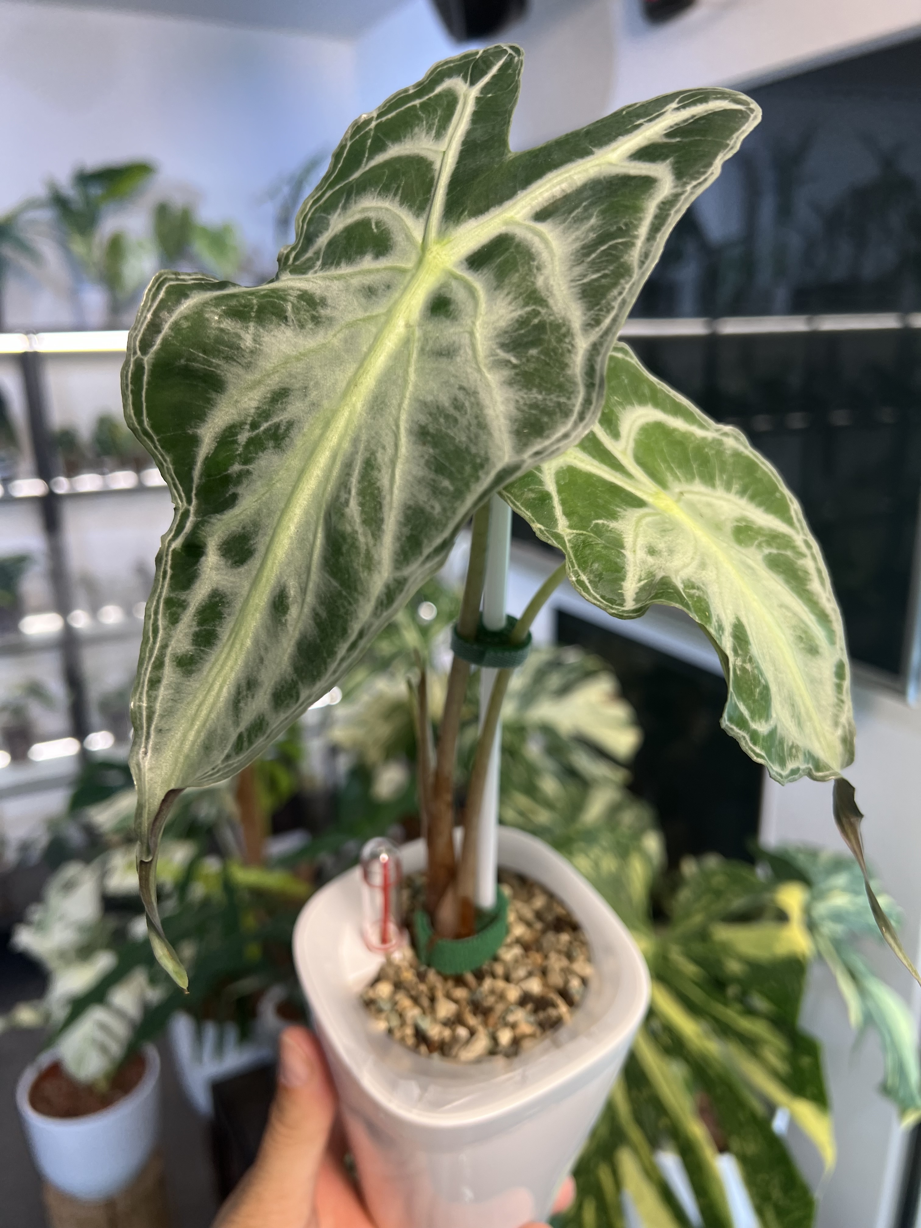 Alocasia Venom Variegated