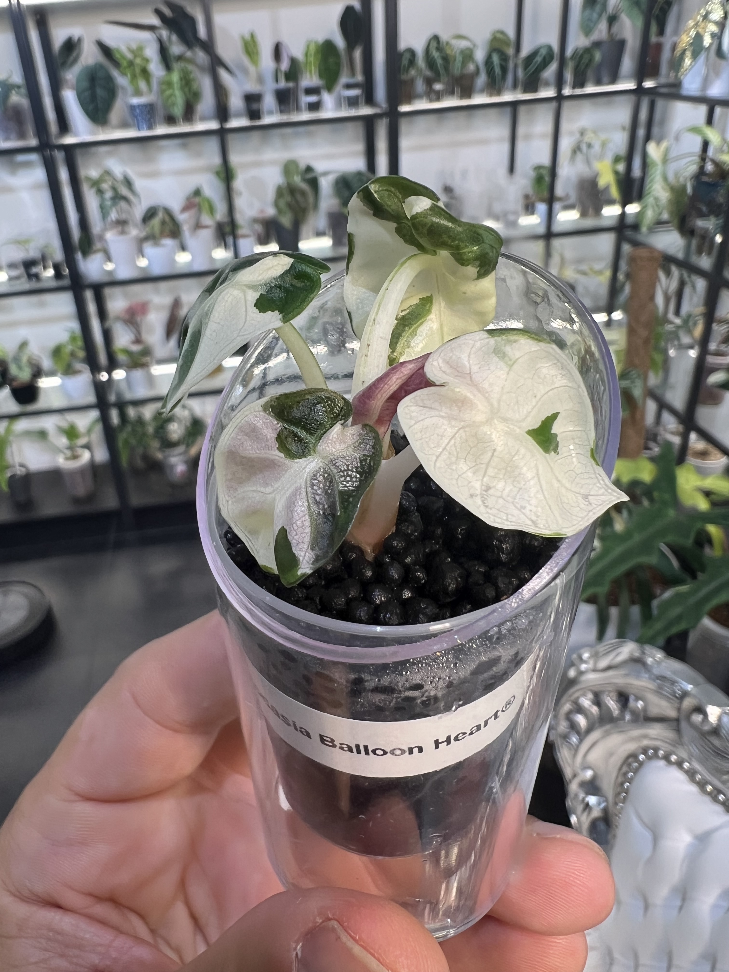 Alocasia Balloon Heart Variegated