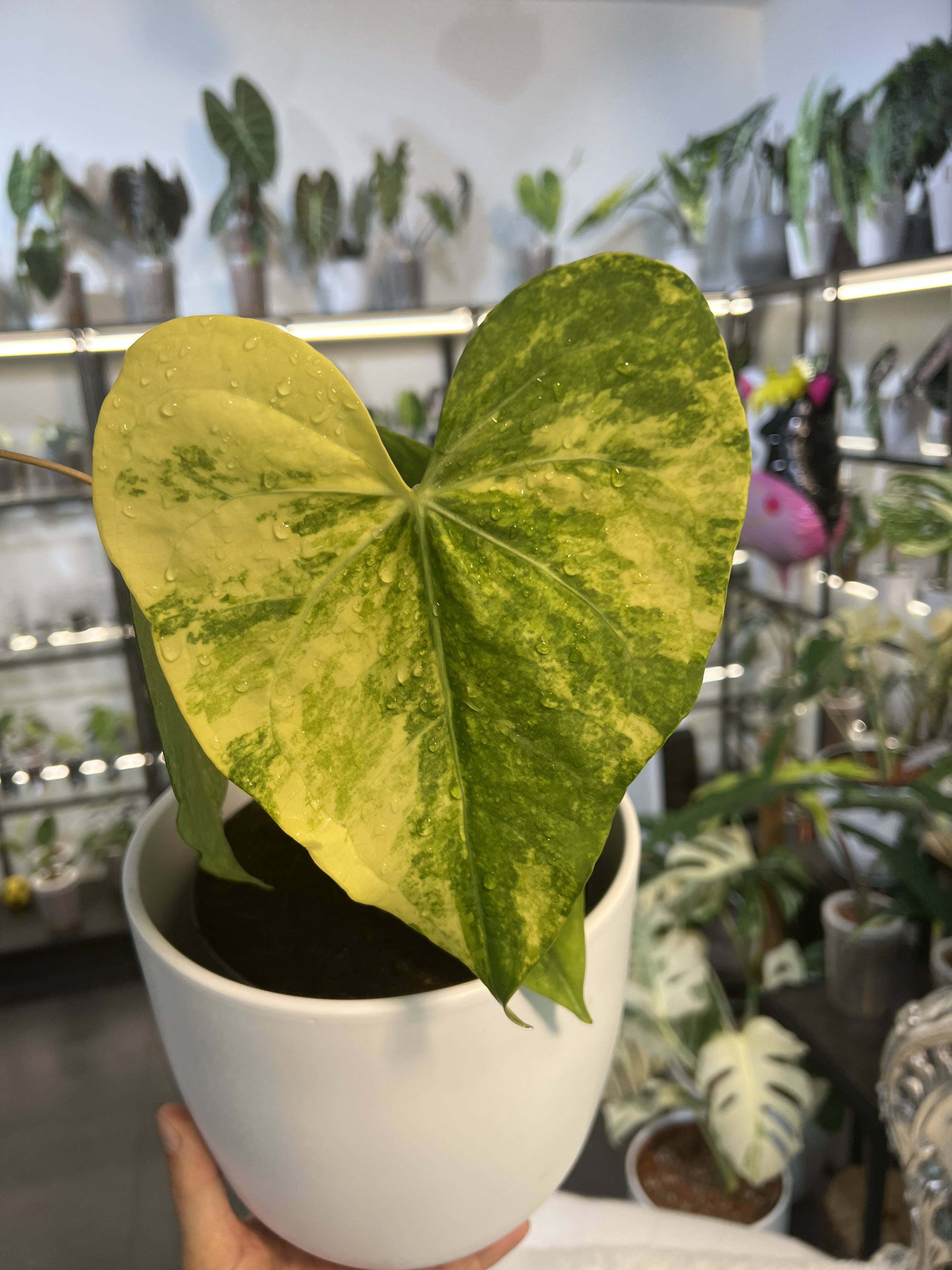 Anthurium Clarinervium Variegated