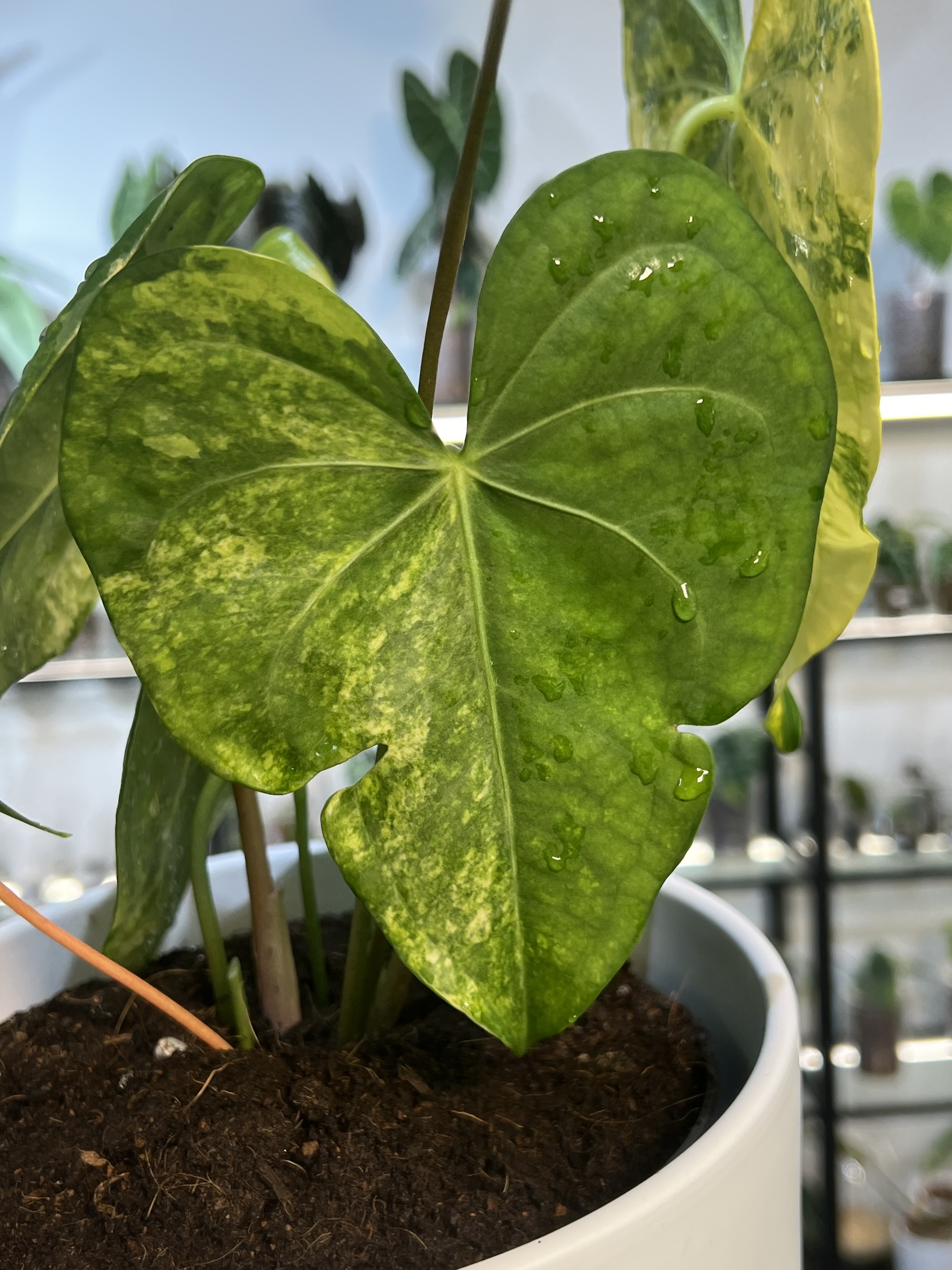 Anthurium Clarinervium Variegated