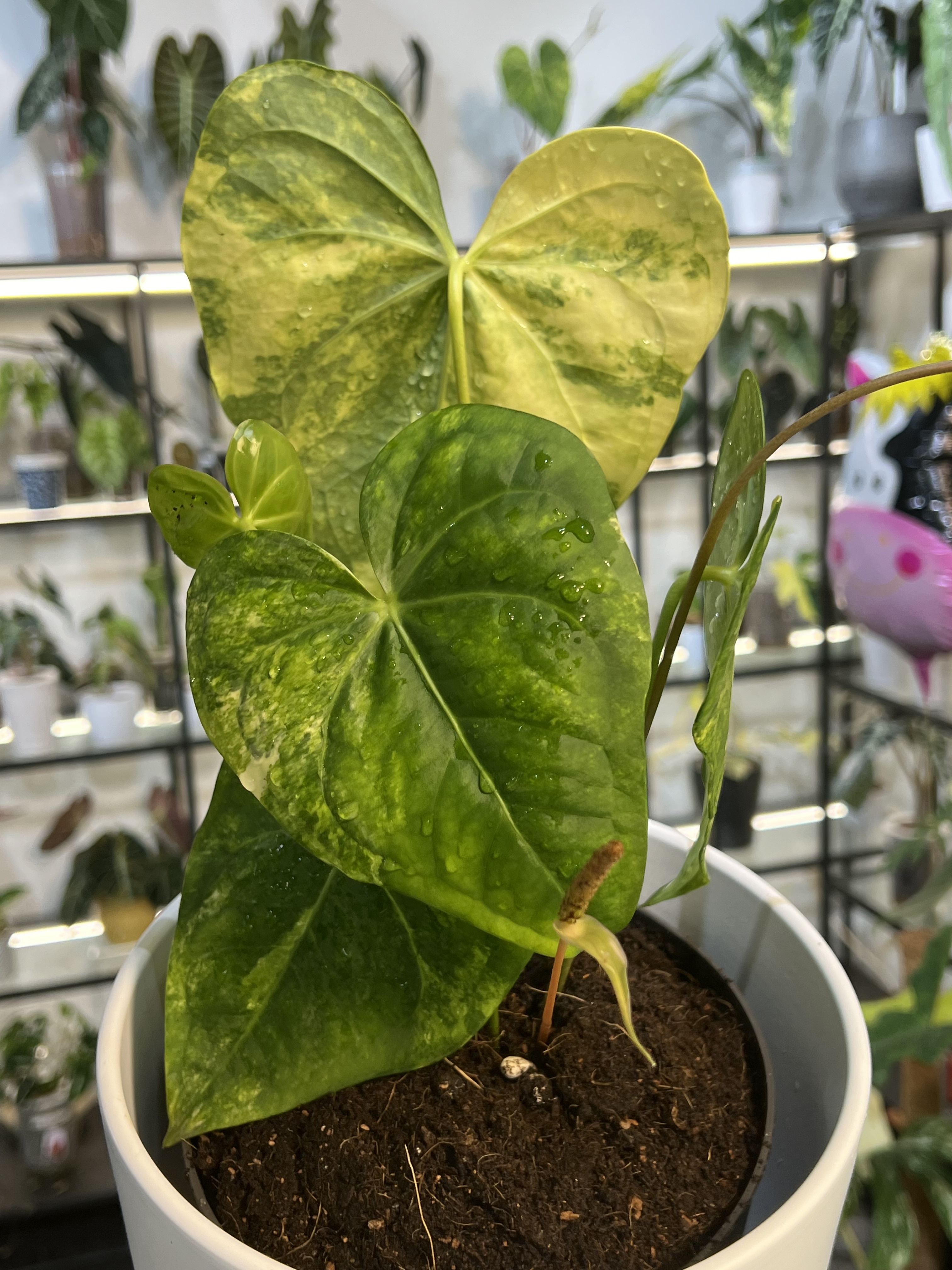 Anthurium Clarinervium Variegated