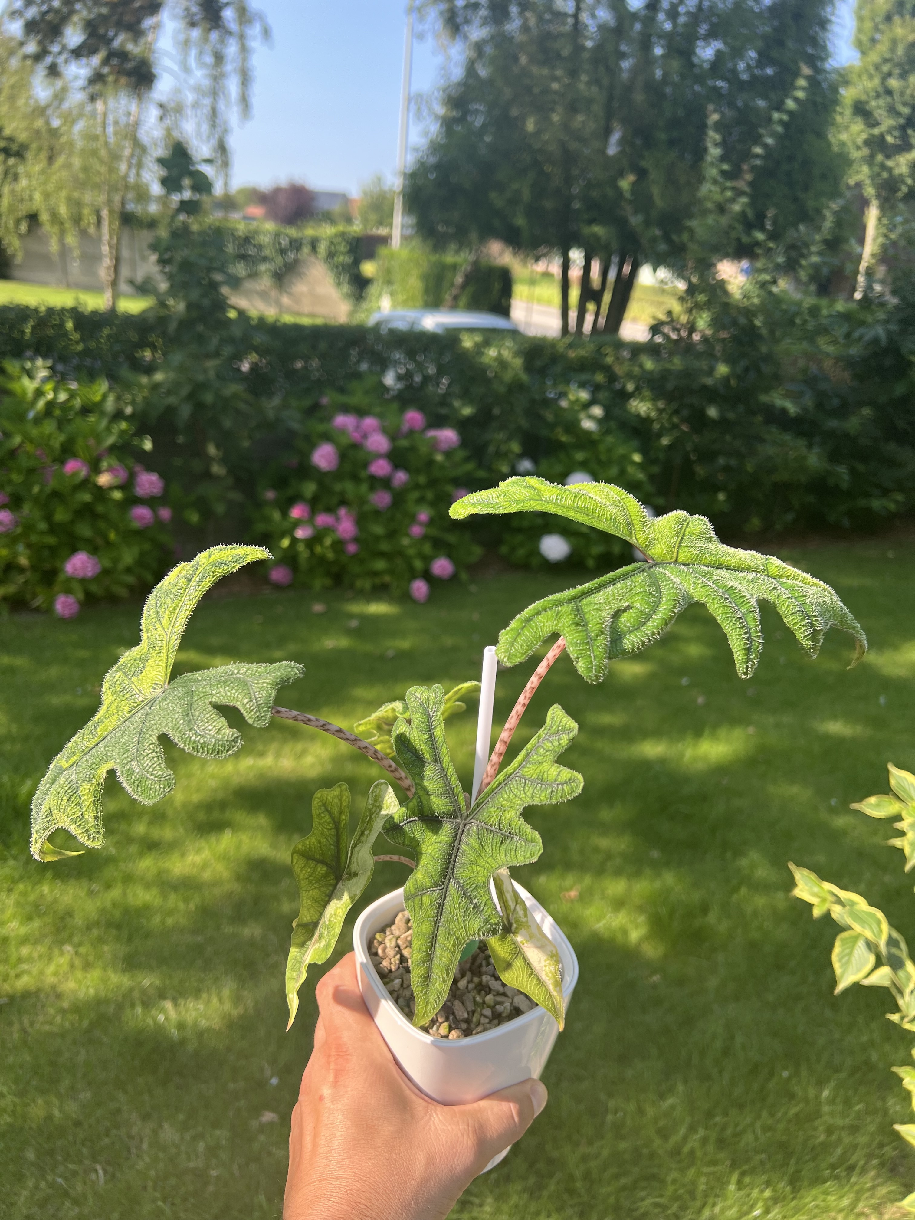 Alocasia Jacklyn Variegated