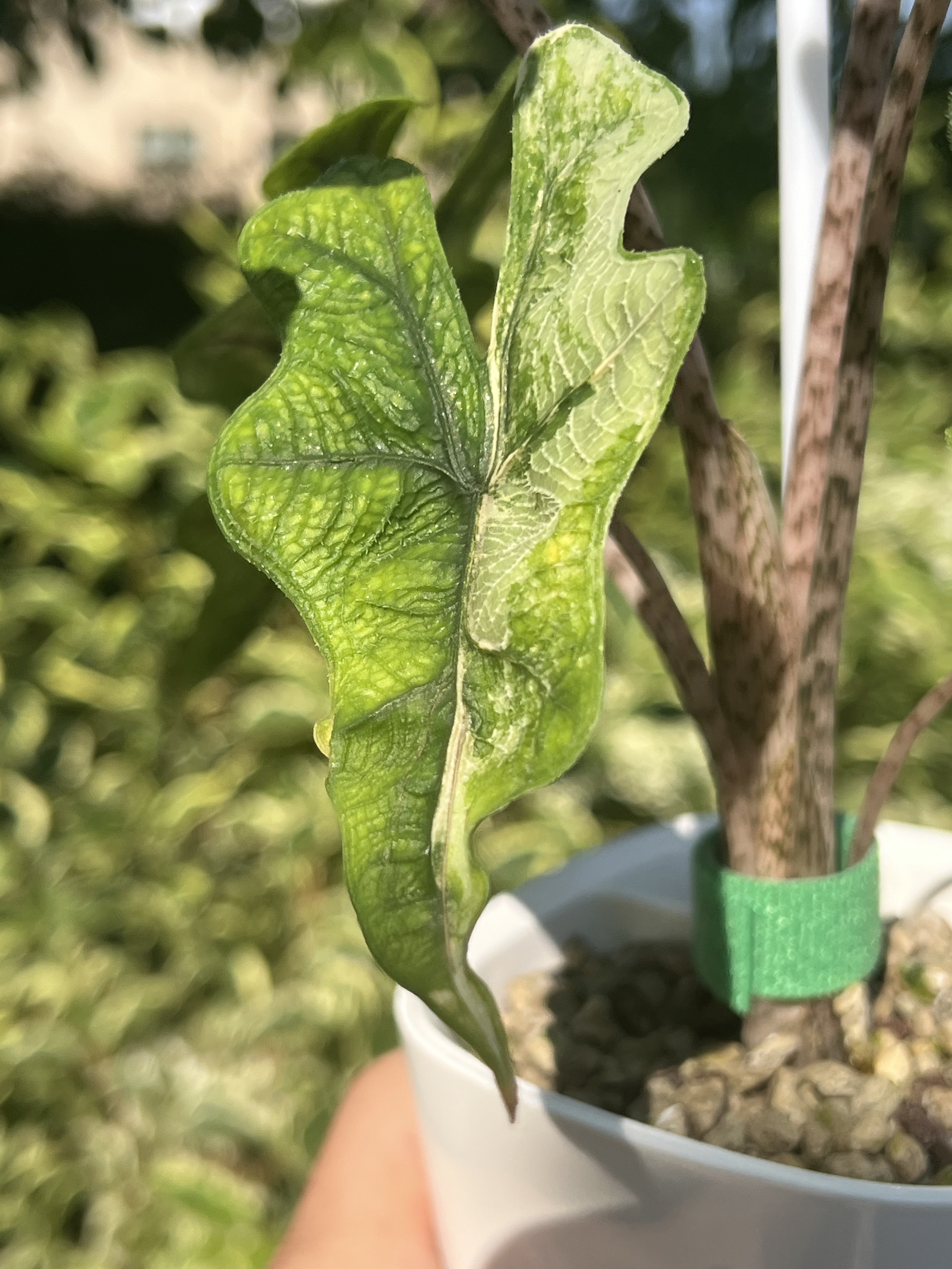 Alocasia Jacklyn Variegated