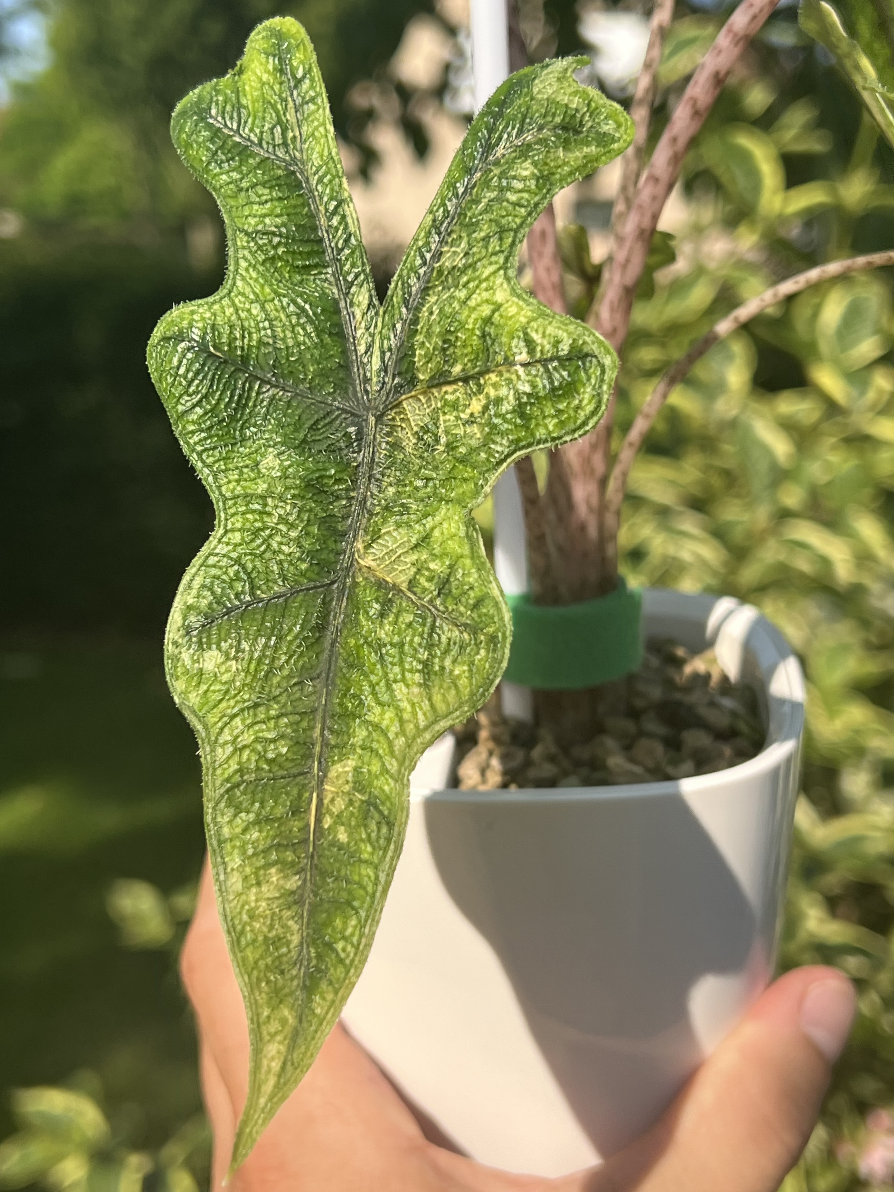 Alocasia Jacklyn Variegated