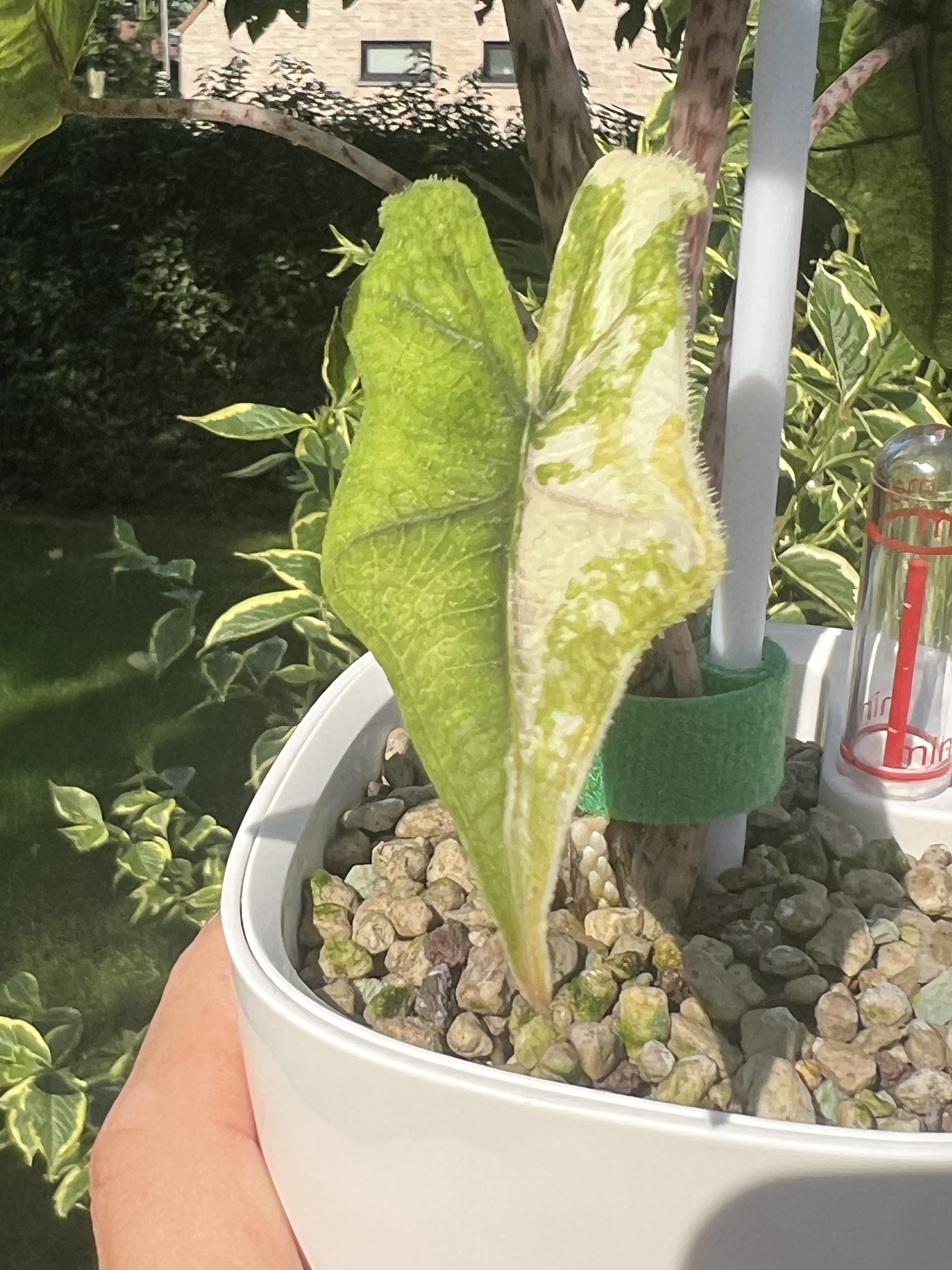 Alocasia Jacklyn Variegated