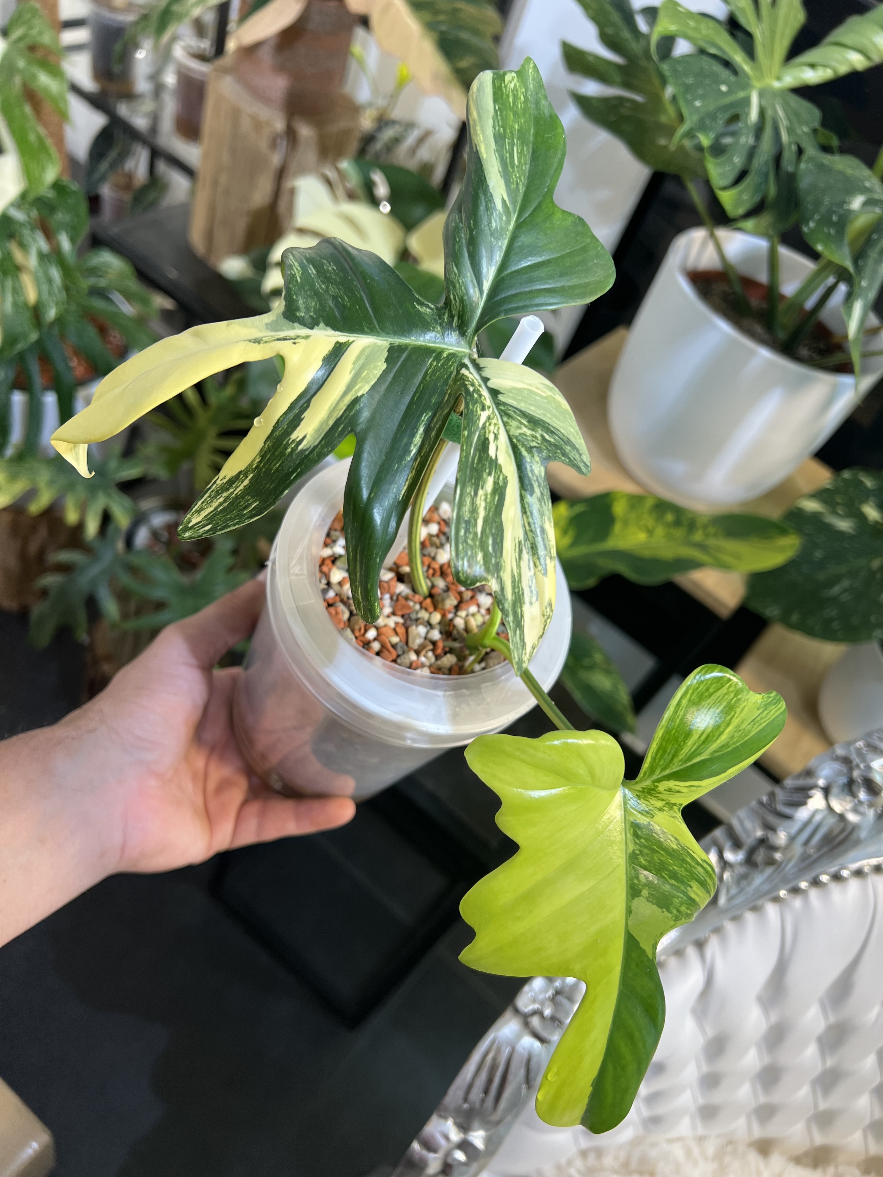 Philodendron Pedatum Variegated