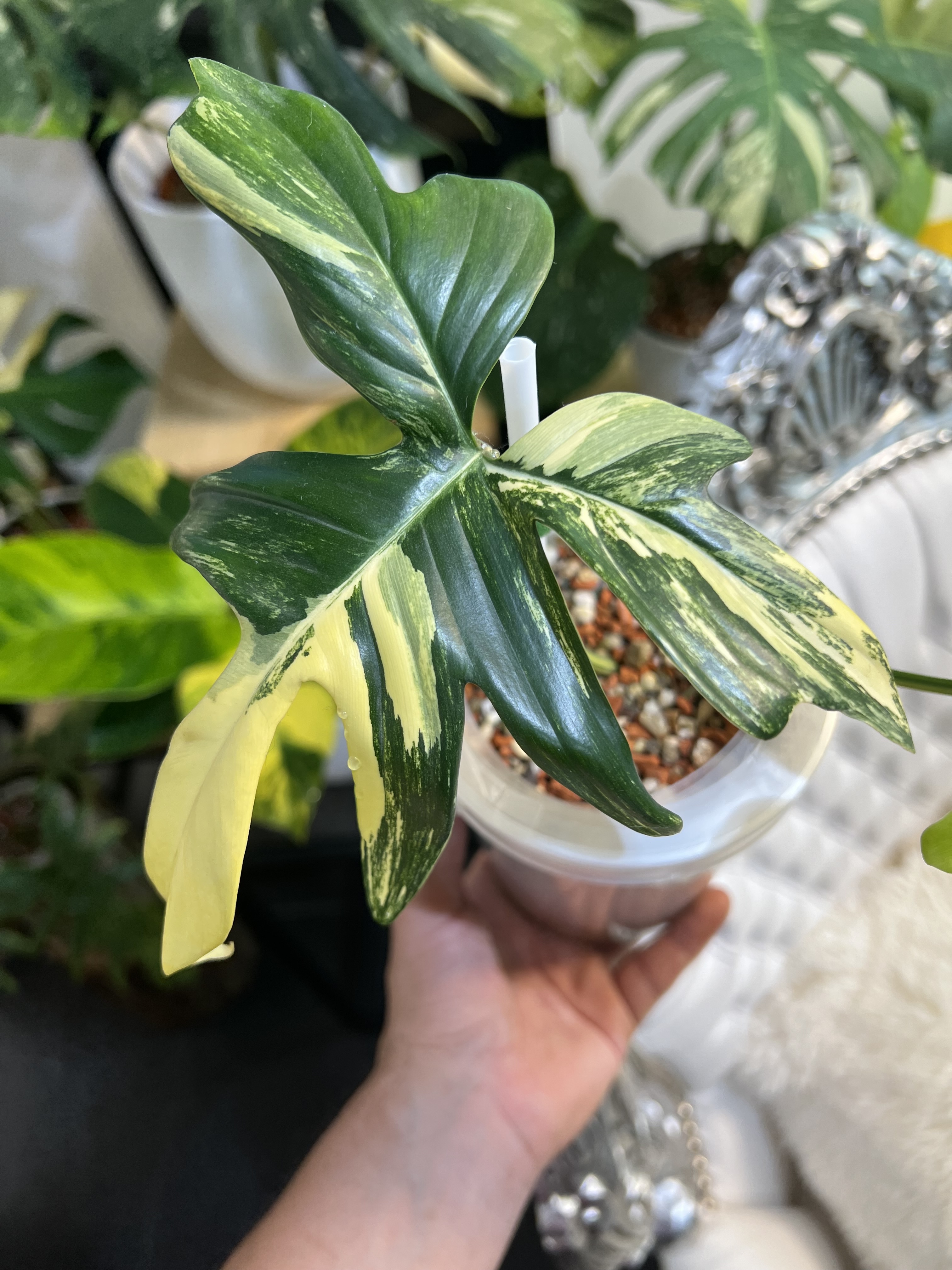 Philodendron Pedatum Variegated