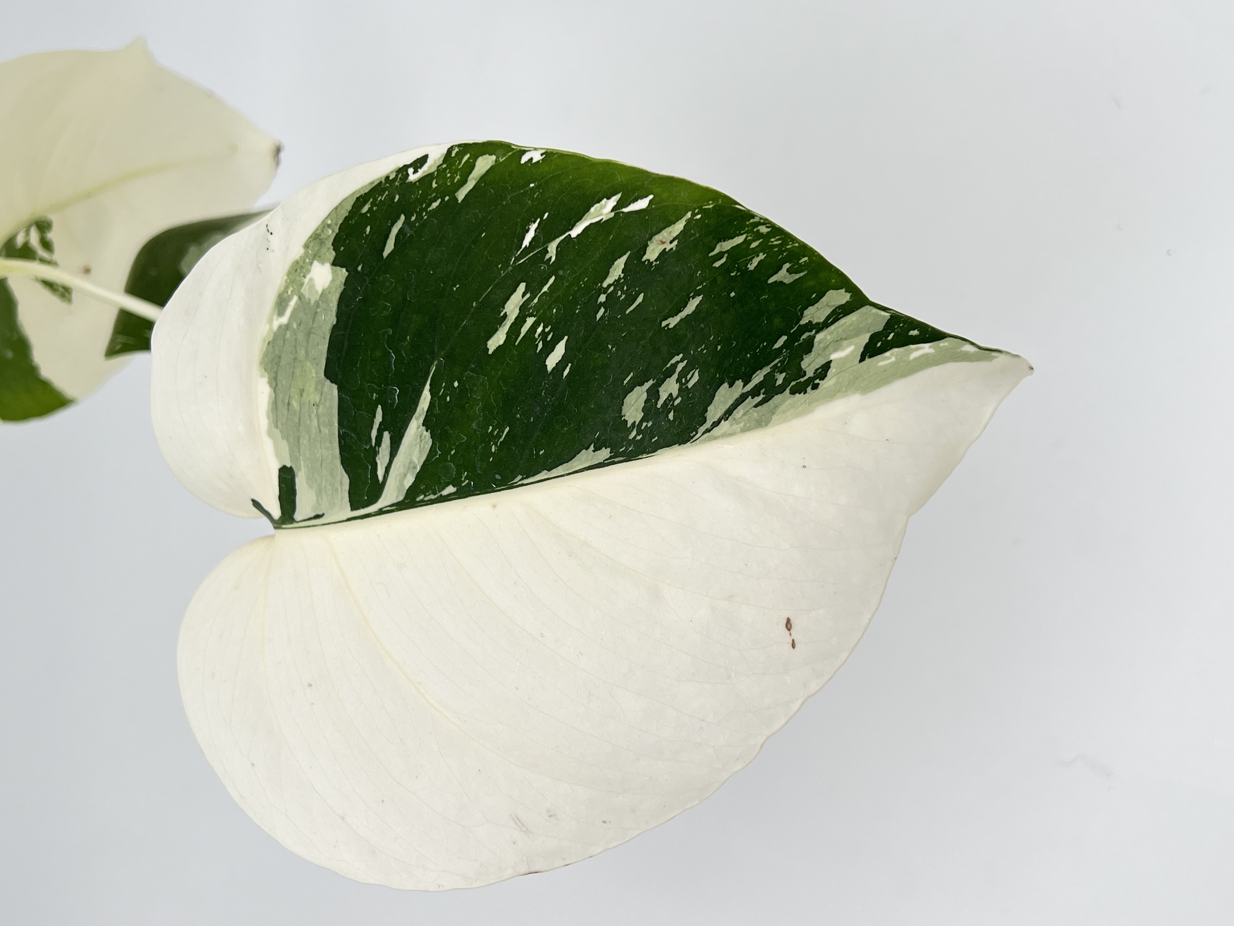 Monstera Deliciosa x Borsigiana mint Variegated