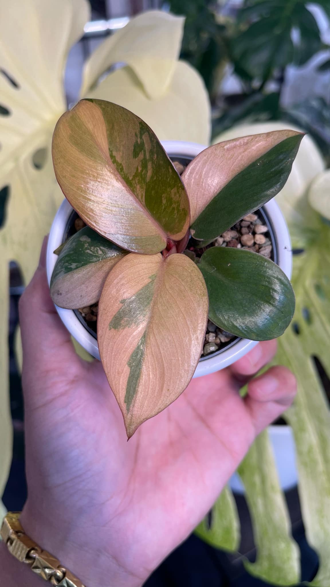 Philodendron black cardinal pink number one Variegated