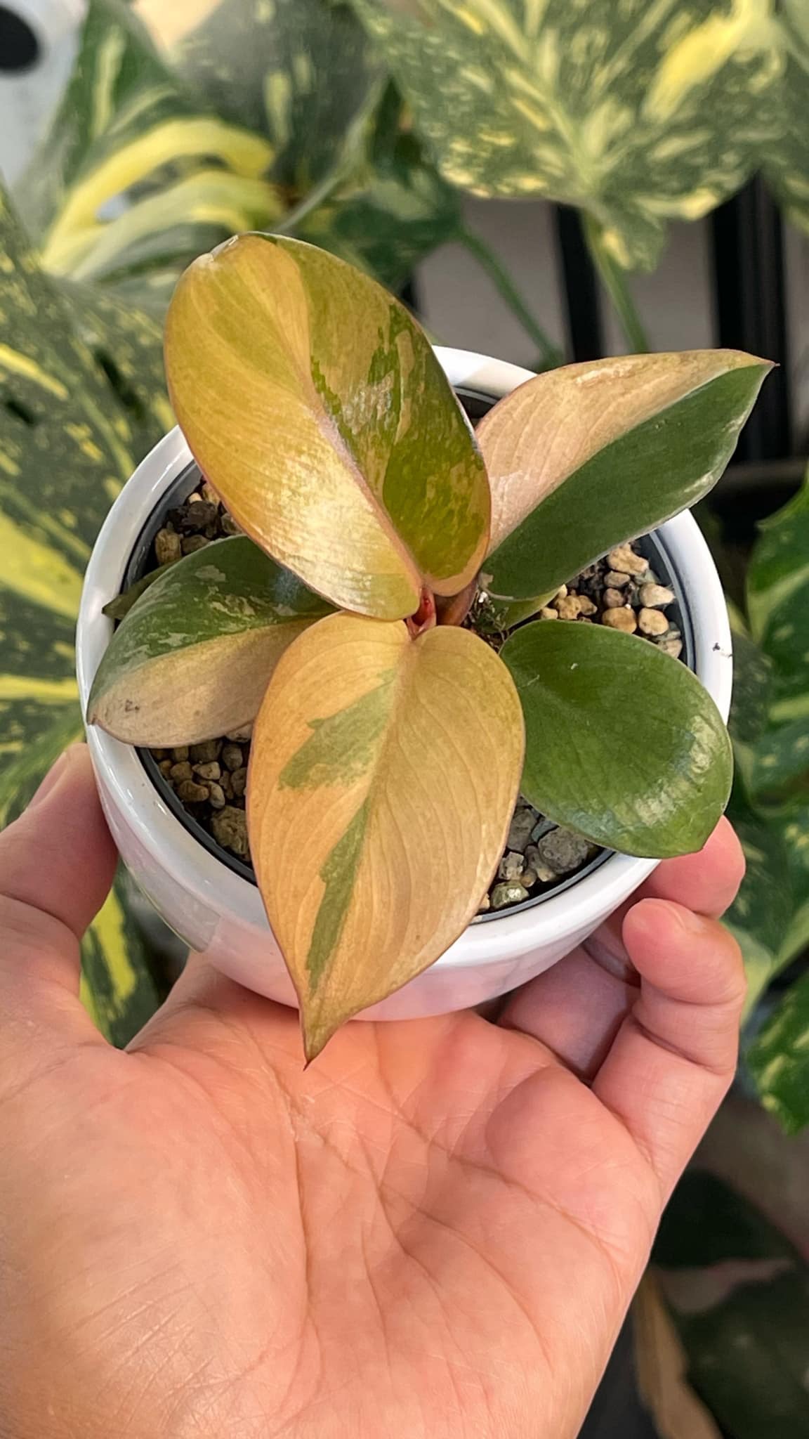 Philodendron black cardinal pink number one Variegated