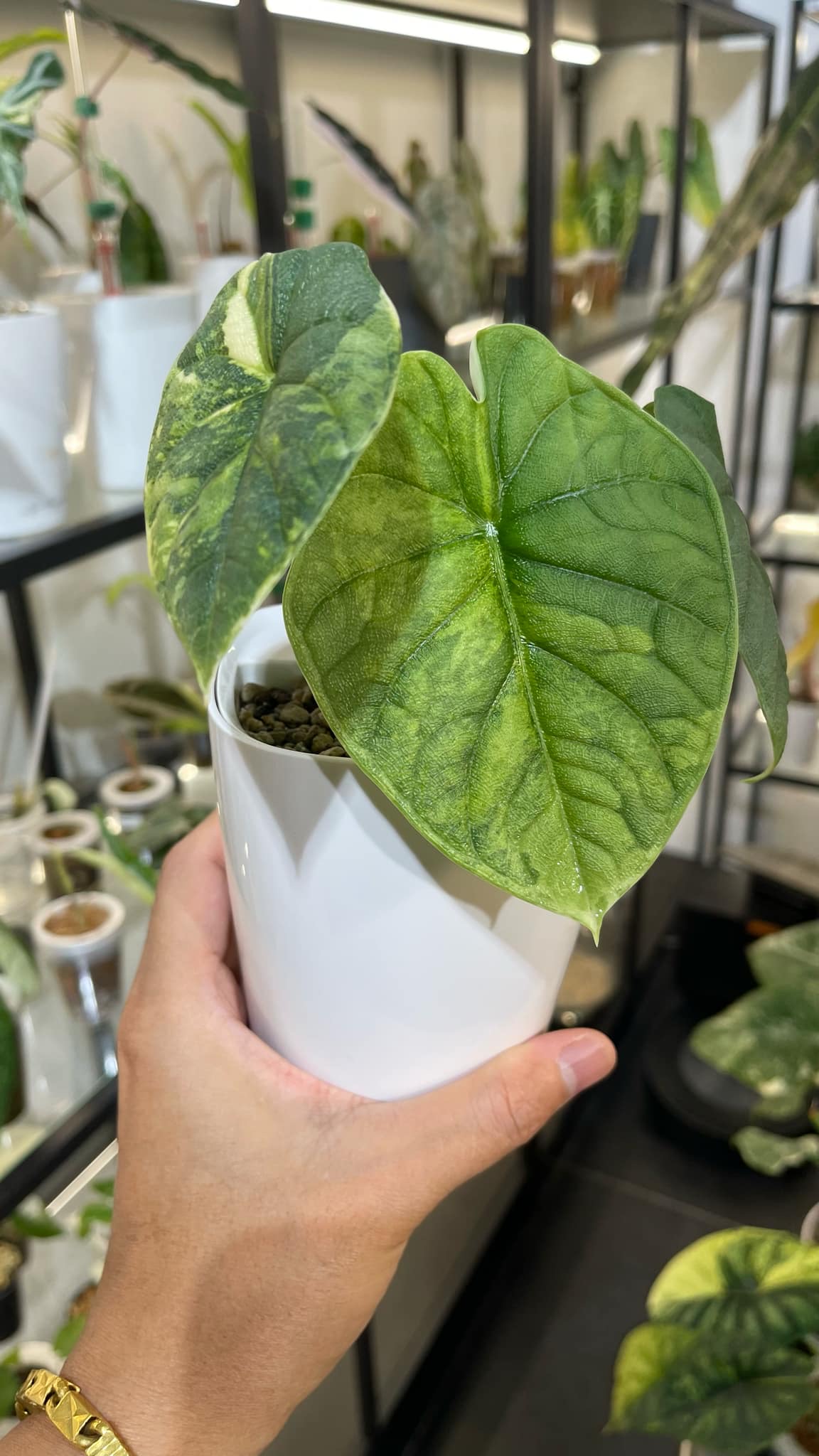 Alocasia Melo Variegated