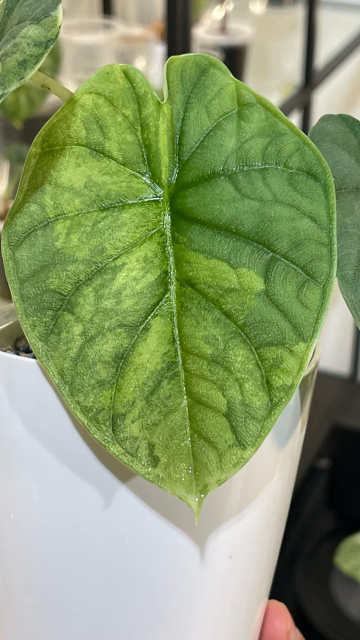 Alocasia Melo Variegated