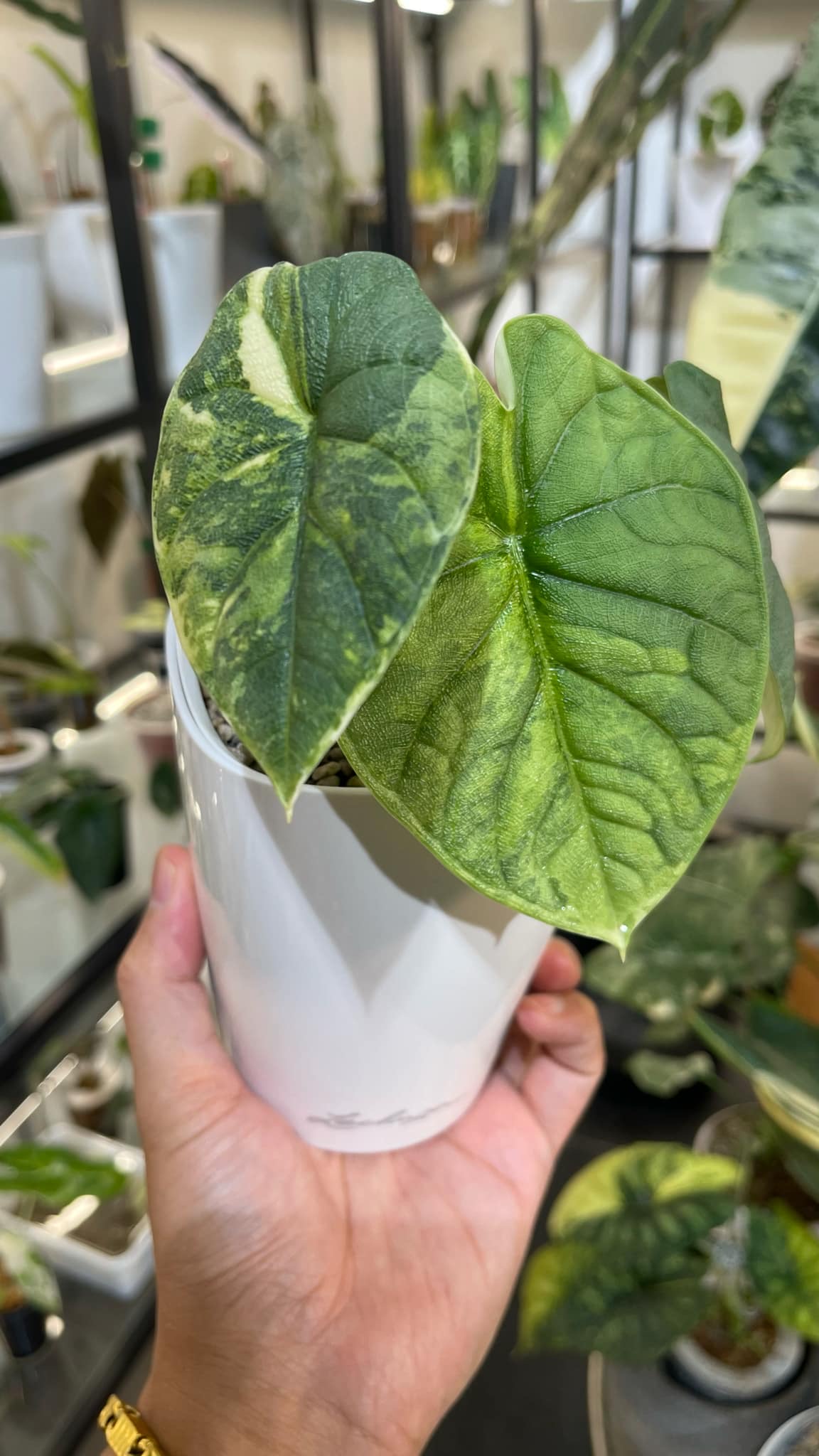 Alocasia Melo Variegated