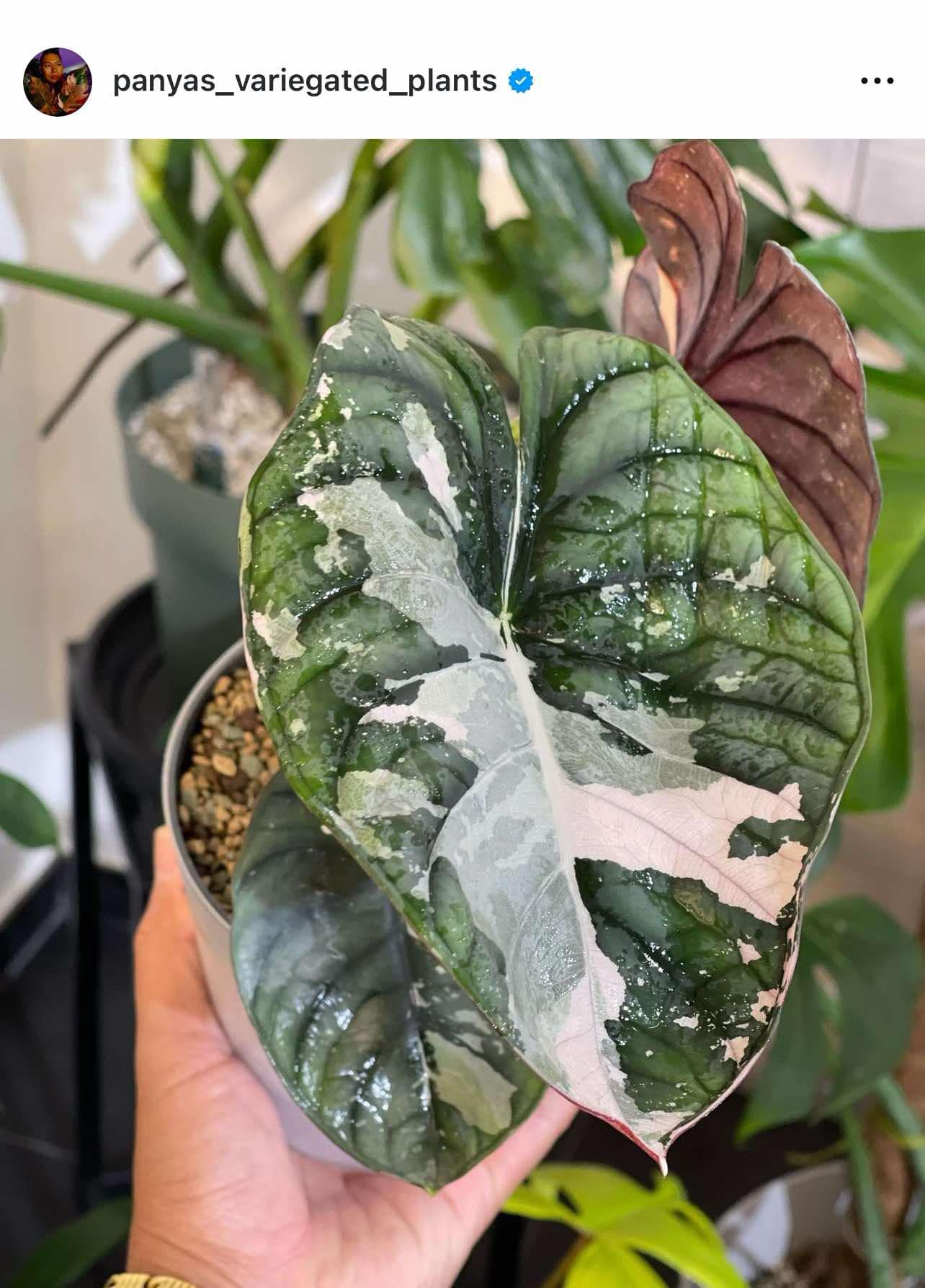 Alocasia Nebula pink Variegated