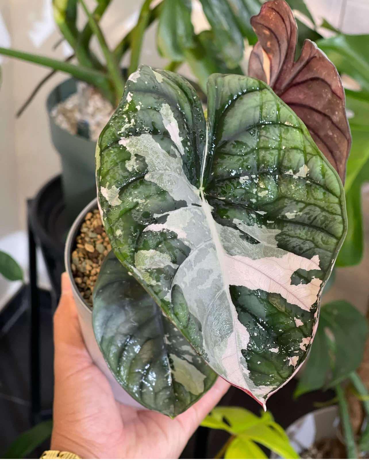 Alocasia Nebula pink Variegated