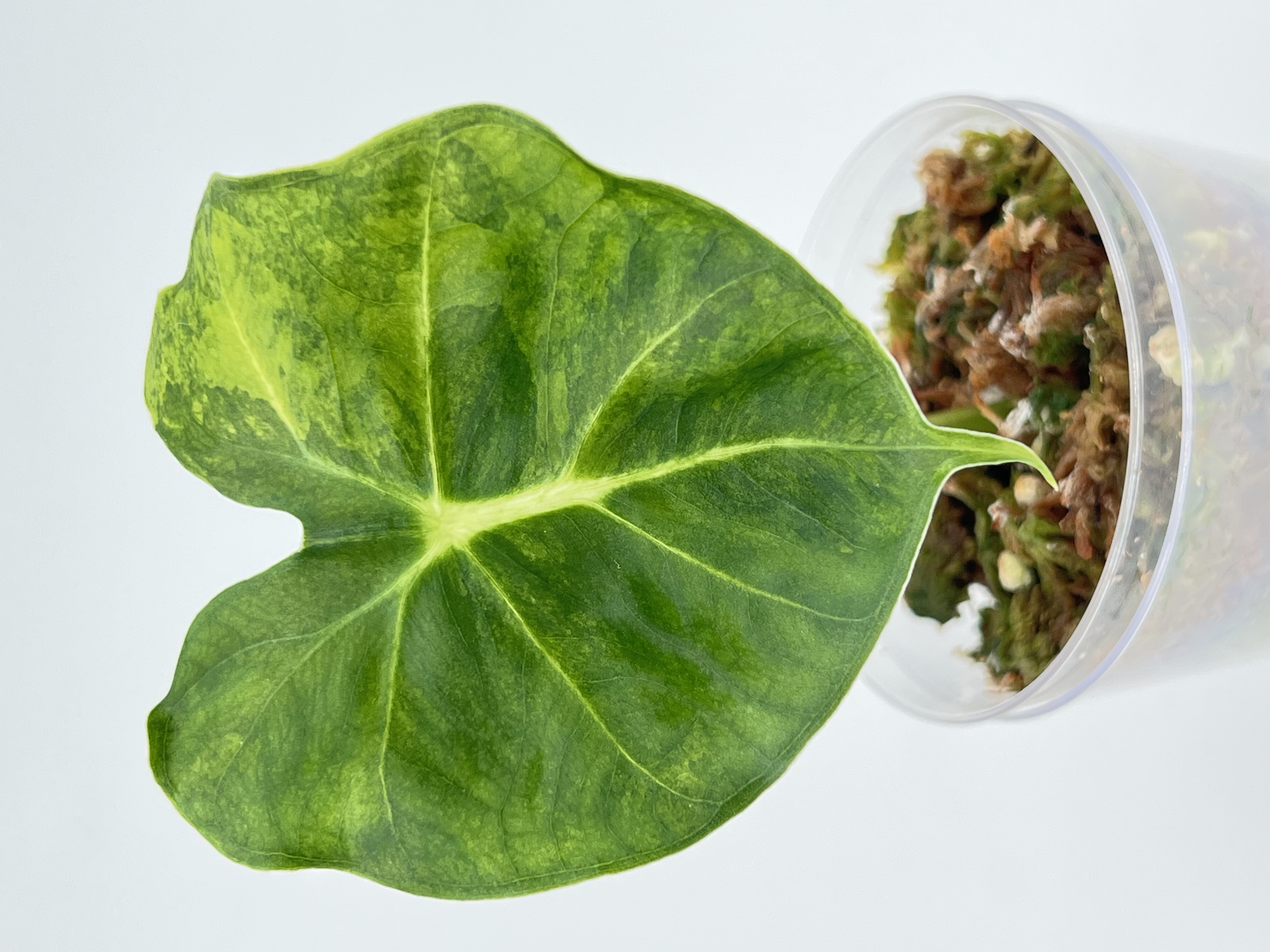 Alocasia Dorayaki Aurea Variegated