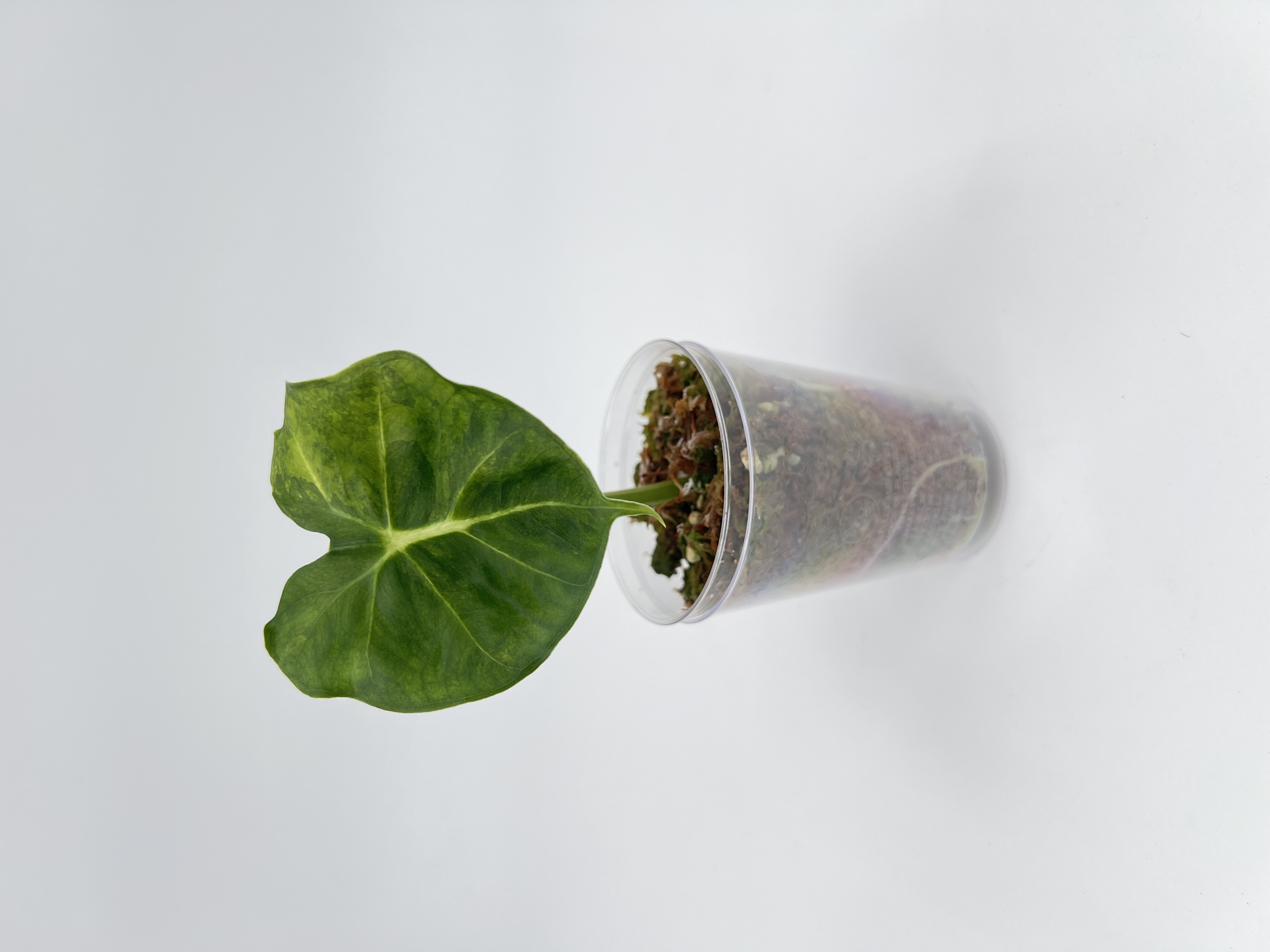 Alocasia Dorayaki Aurea Variegated