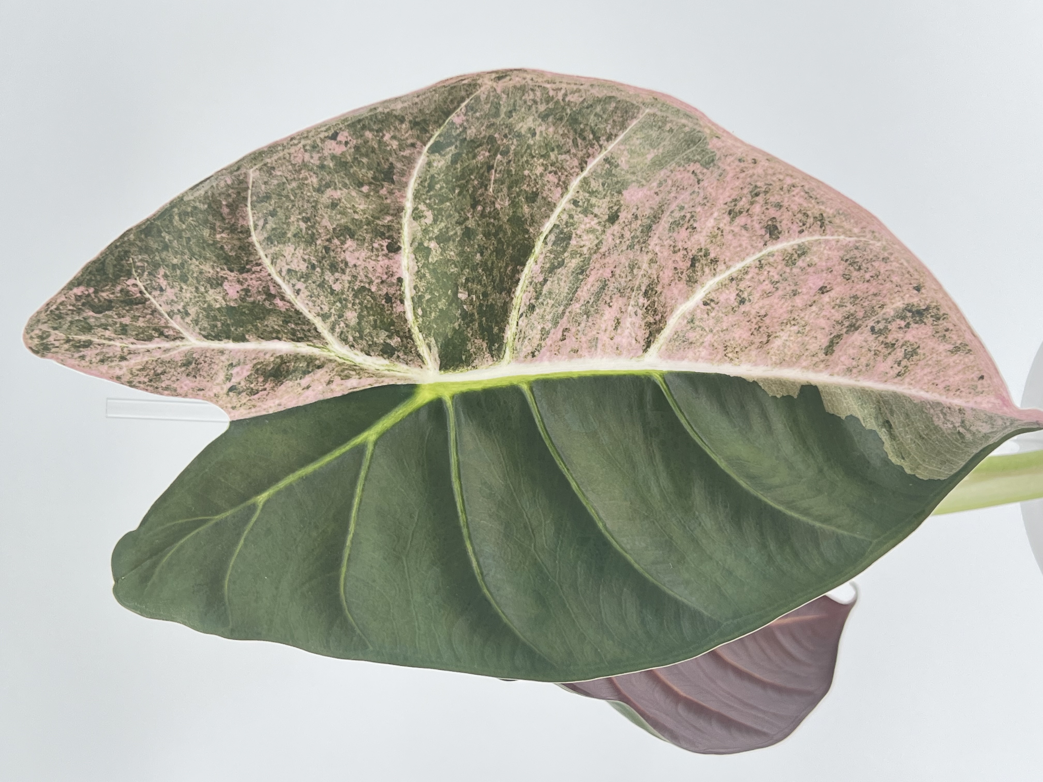 Alocasia Golden Bone Pink Variegated 2