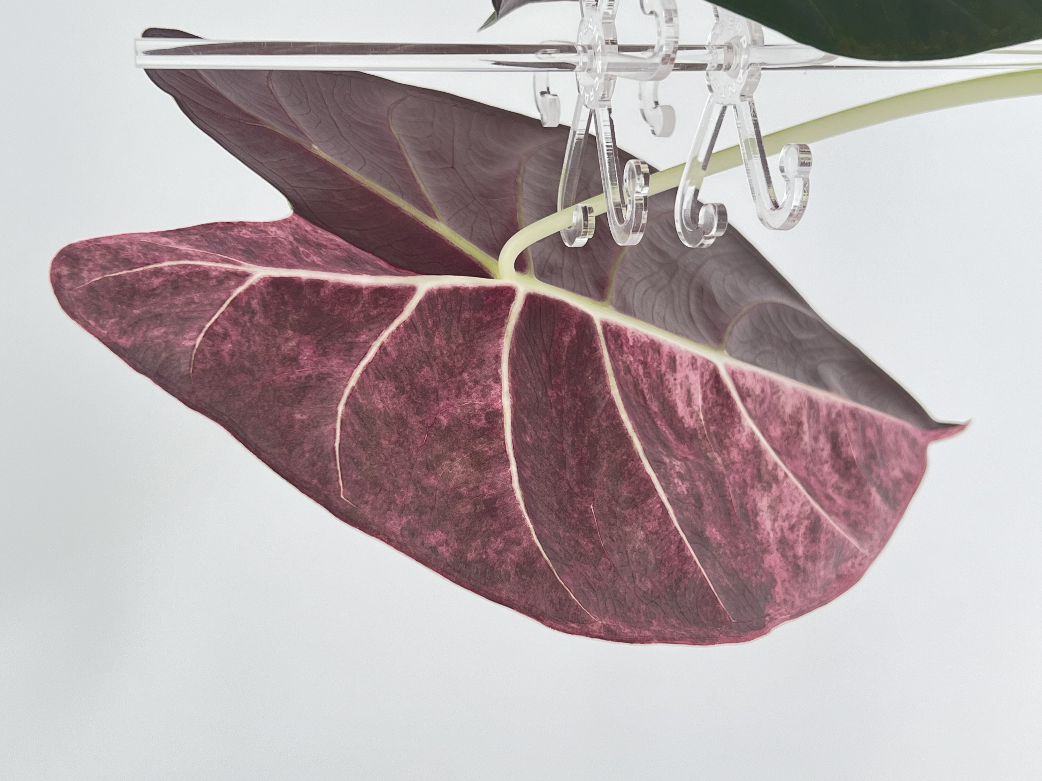 Alocasia Golden Bone Pink Variegated 2