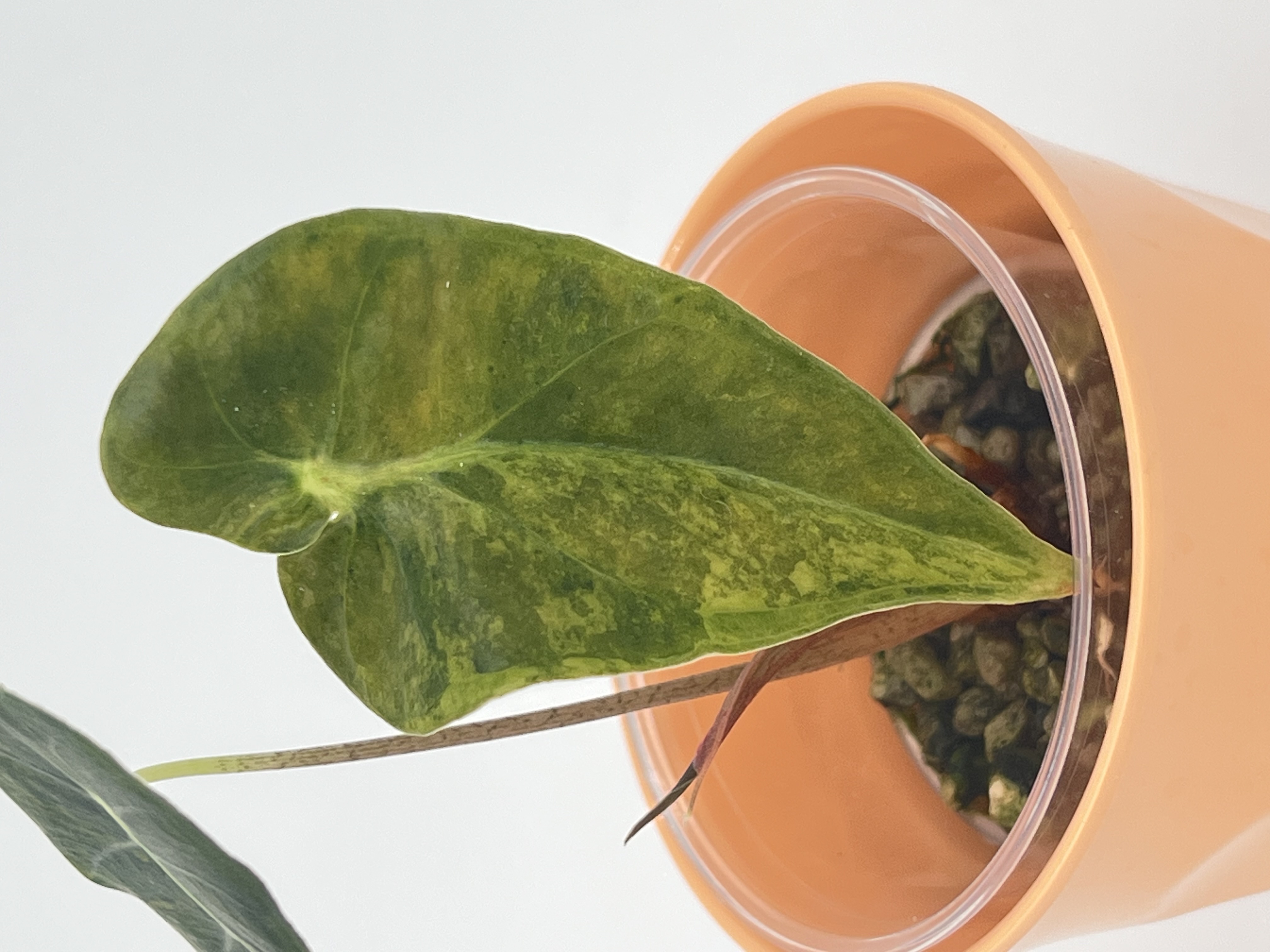 Alocasia Longiloba purple prince Variegated