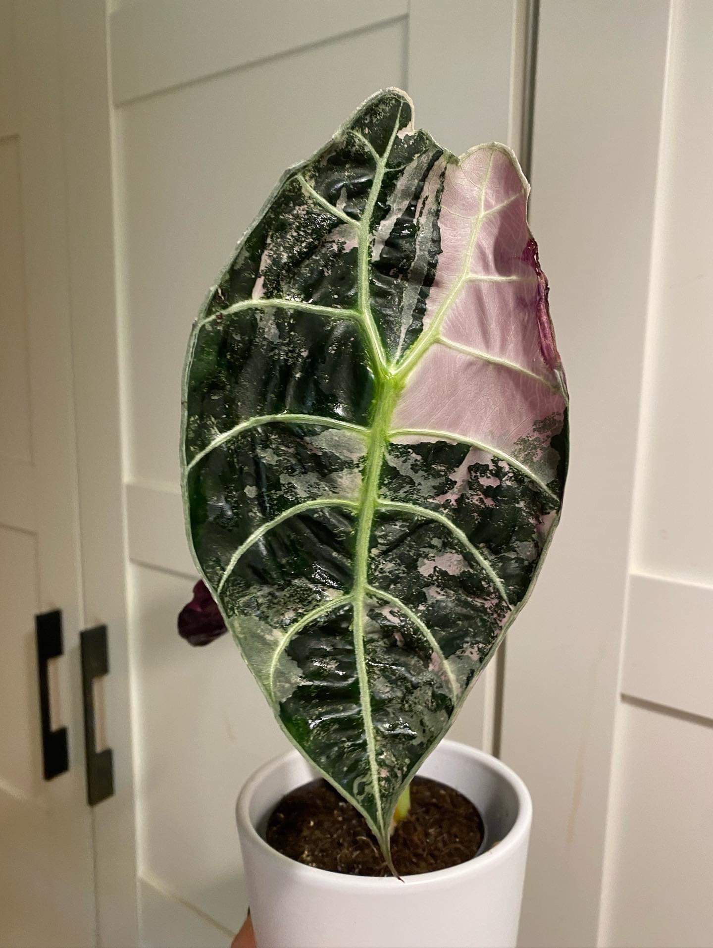 Alocasia Watsoniana Pink Variegated 2