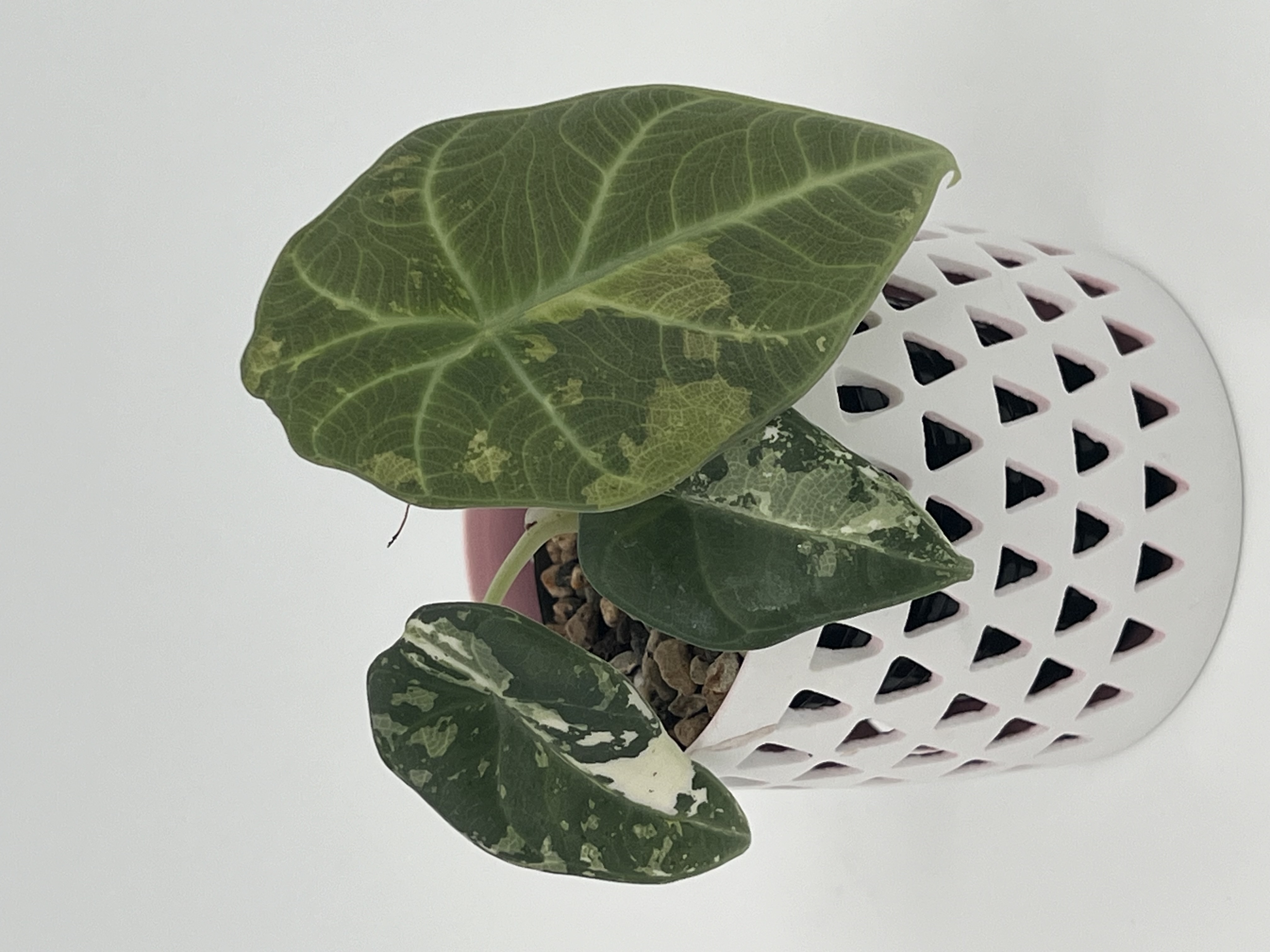 Alocasia Maharani Albo 1 Variegated