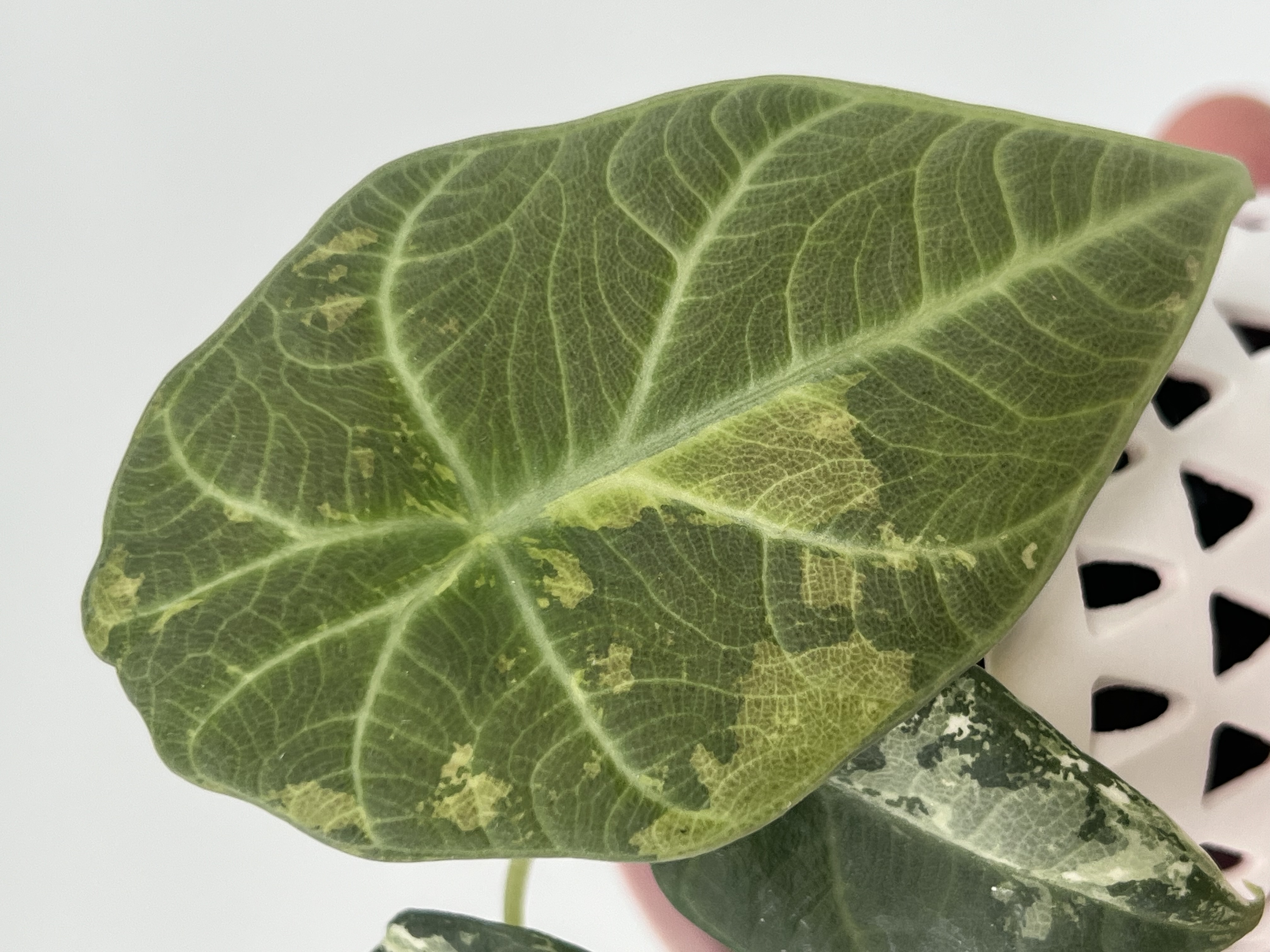 Alocasia Maharani Albo Variegated