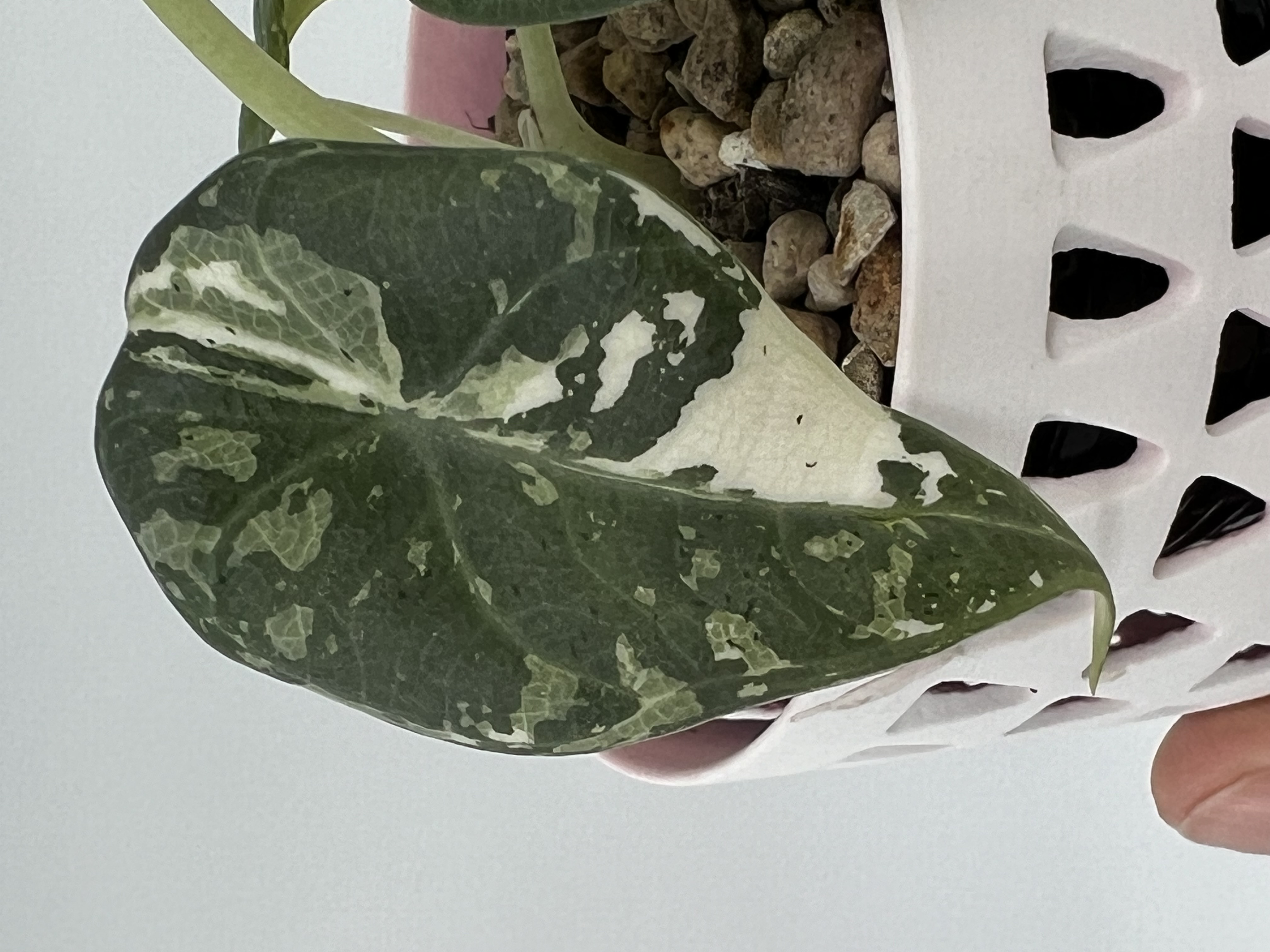 Alocasia Maharani Albo Variegated