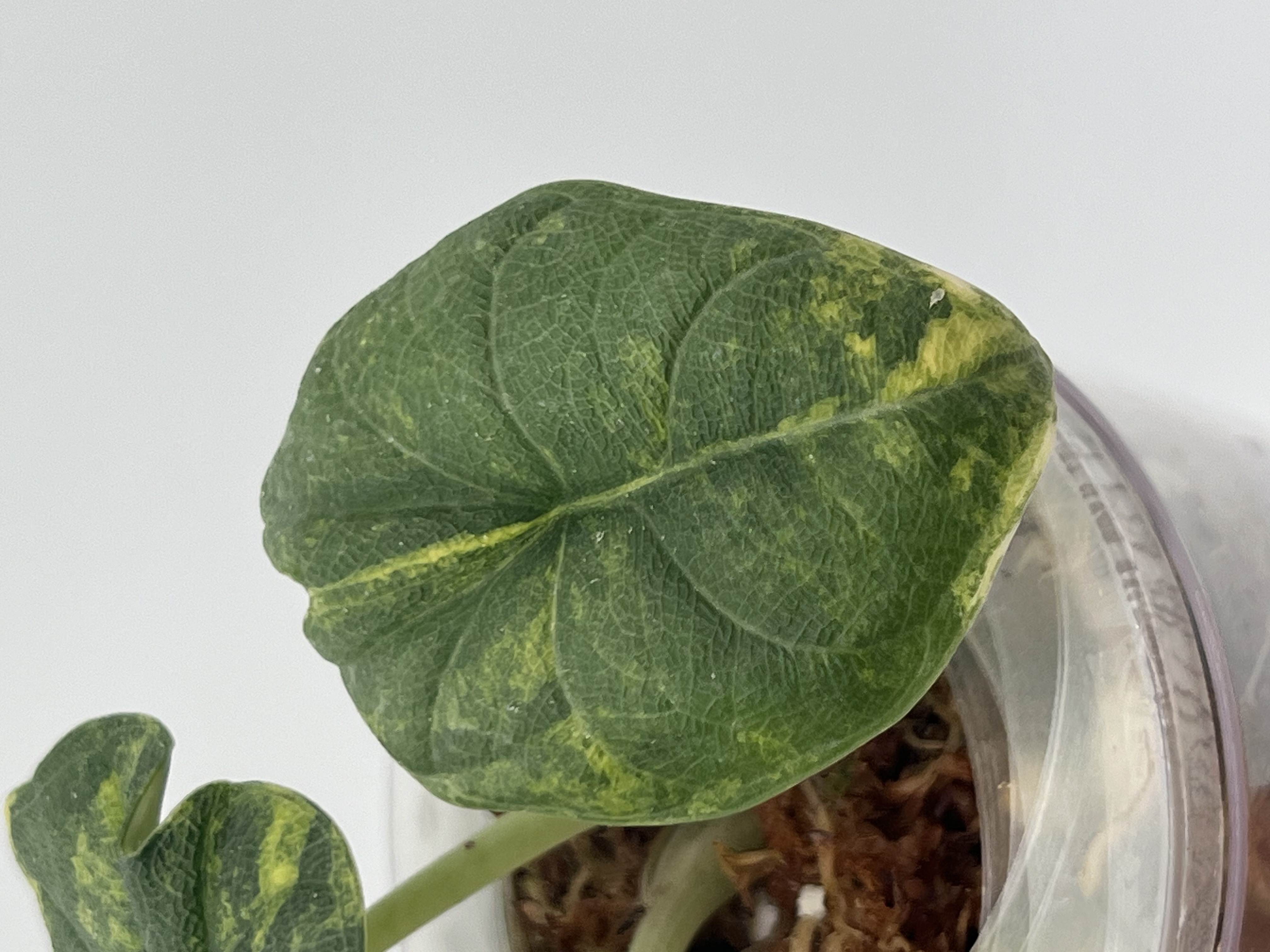 Alocasia Melo Aurea Variegated