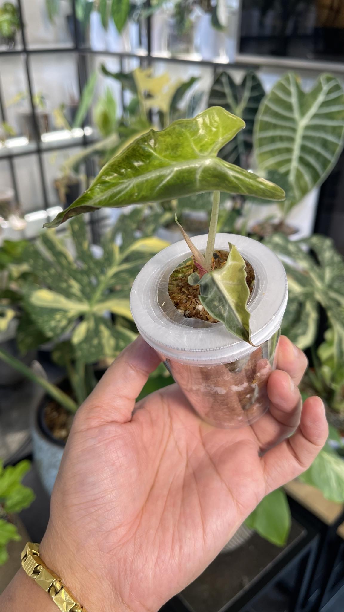 Alocasia Loco Variegated