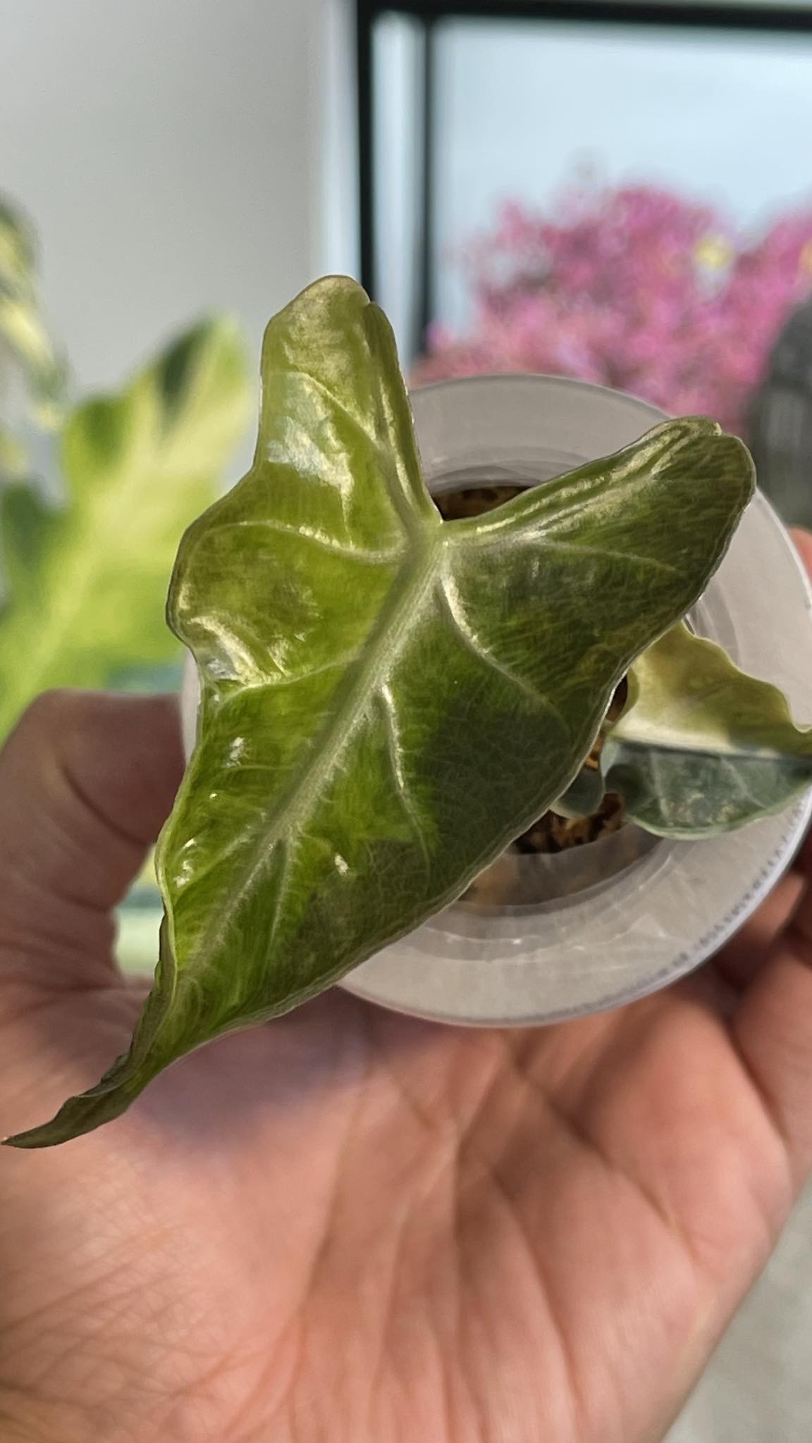 Alocasia Loco Variegated