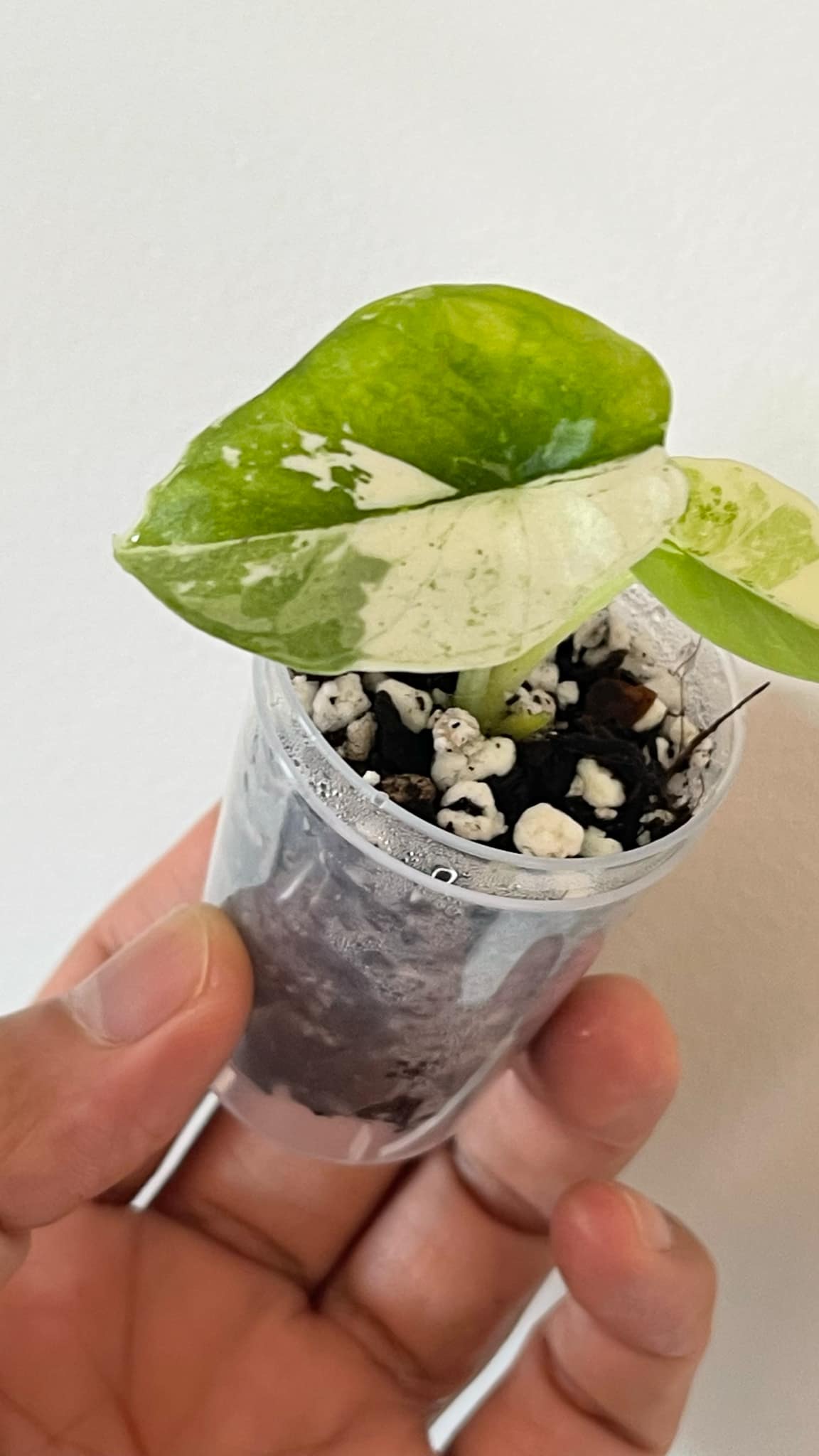 Alocasia Bisma Albo 2 Variegated