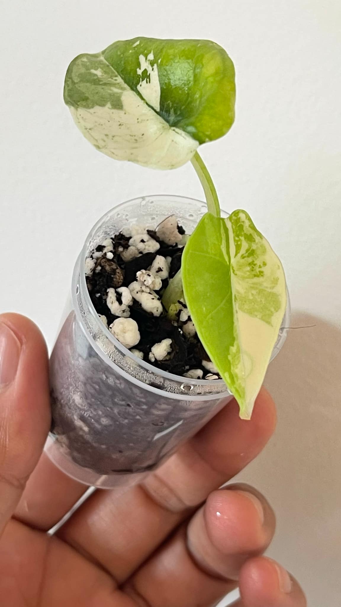 Alocasia Bisma Albo 2 Variegated