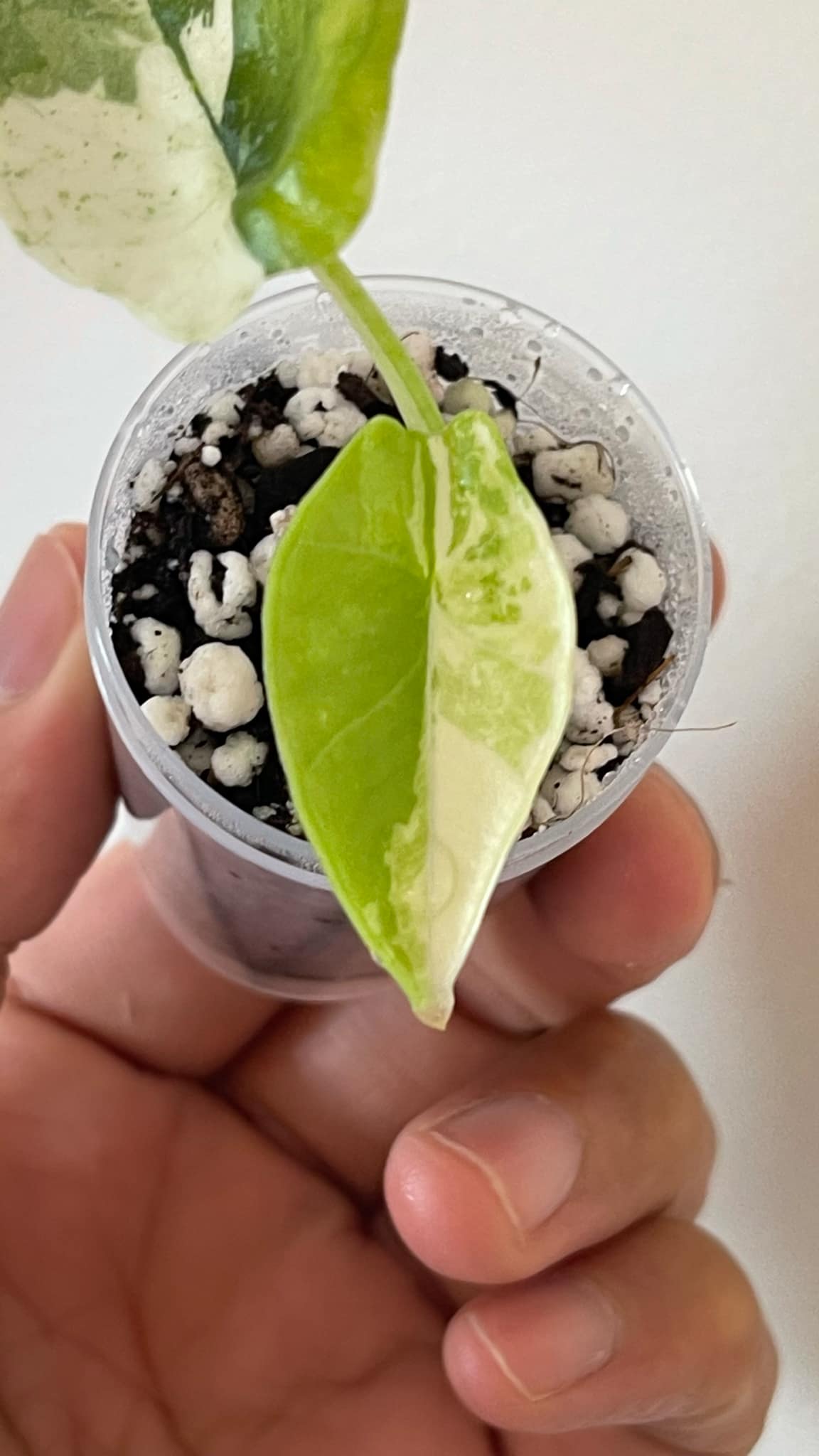 Alocasia Bisma Albo 2 Variegated