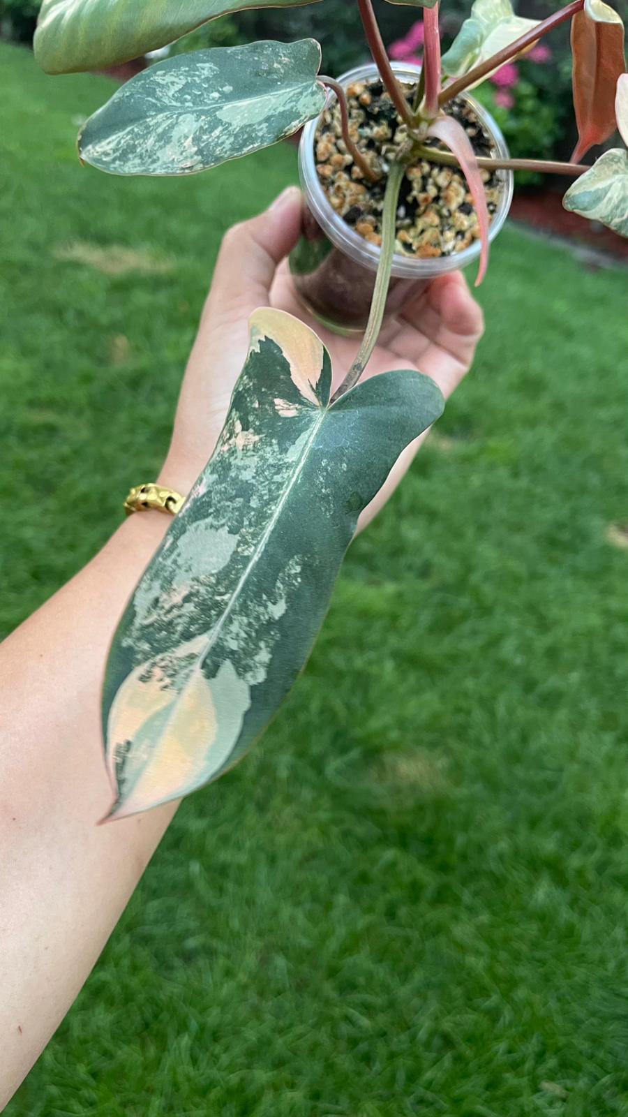 Philodendron Brown Beauty