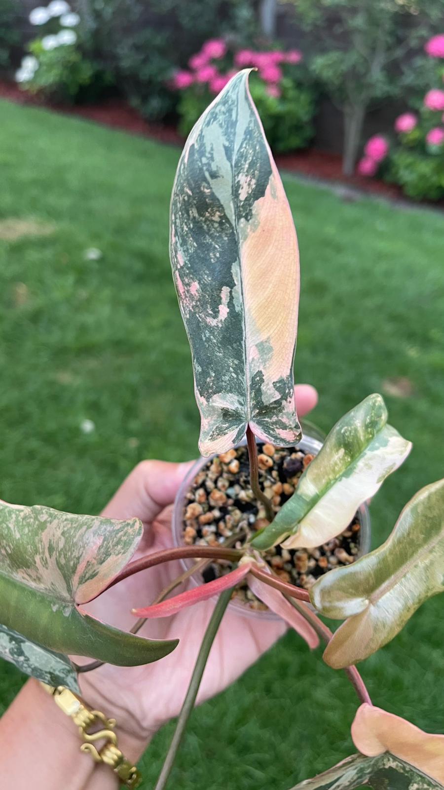 Philodendron Brown Beauty