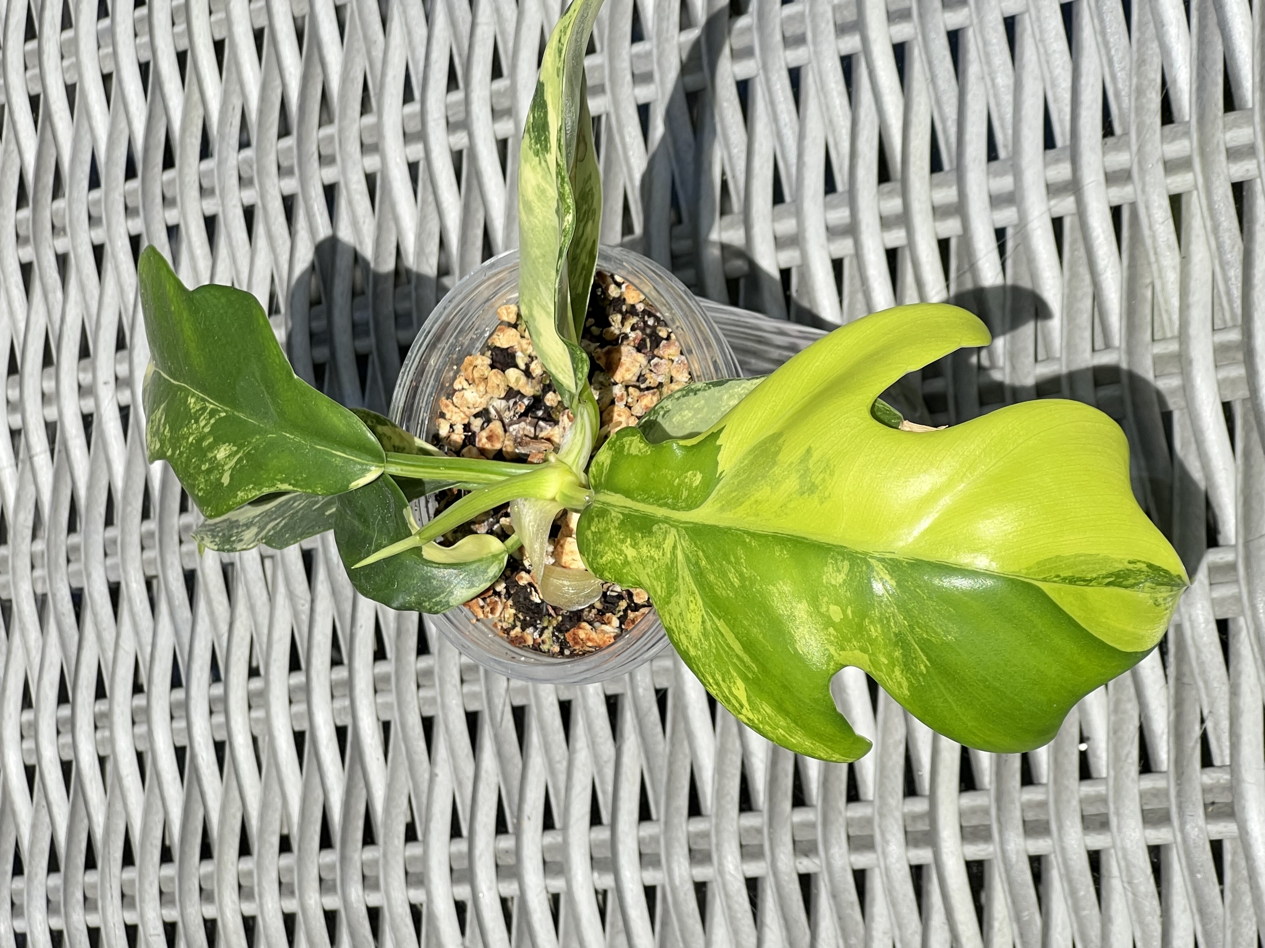 Philodendron Distantilobum Variegated