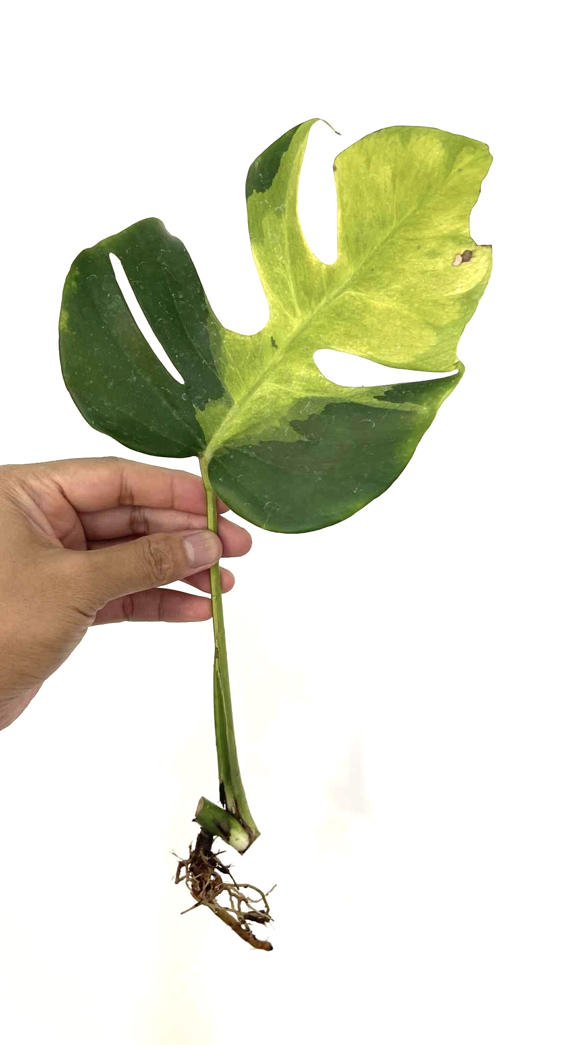 Monstera Deliciosa Lava Aurea Variegated ( R is sold )