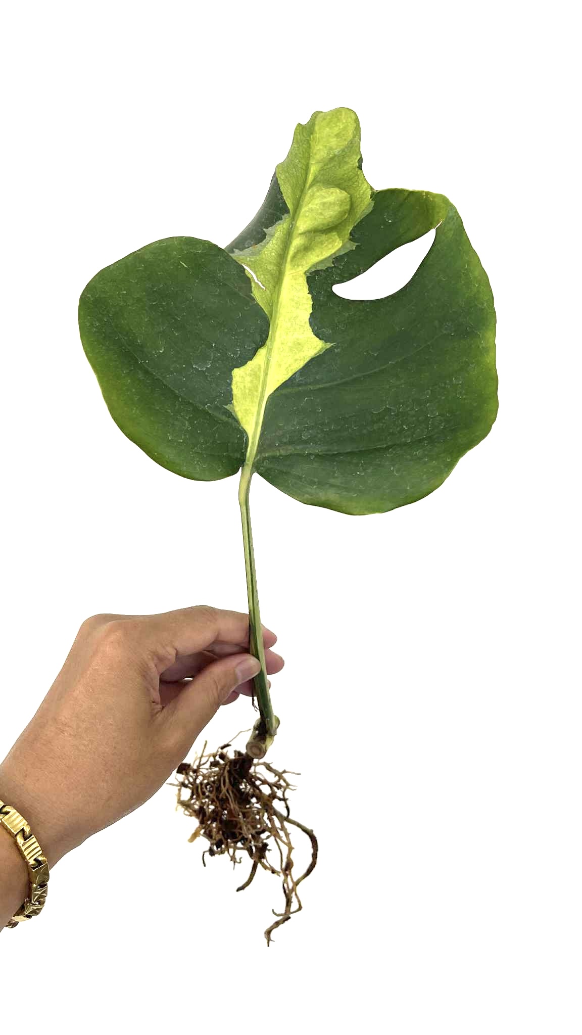 Monstera Deliciosa Lava Aurea Variegated ( R is sold )