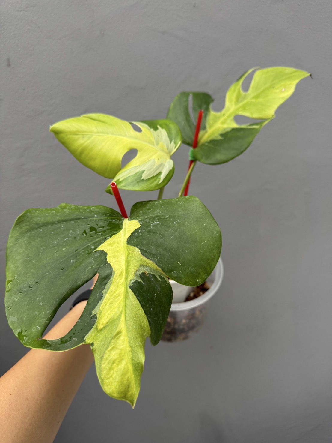 Monstera Deliciosa Lava Aurea Variegated ( R is sold )