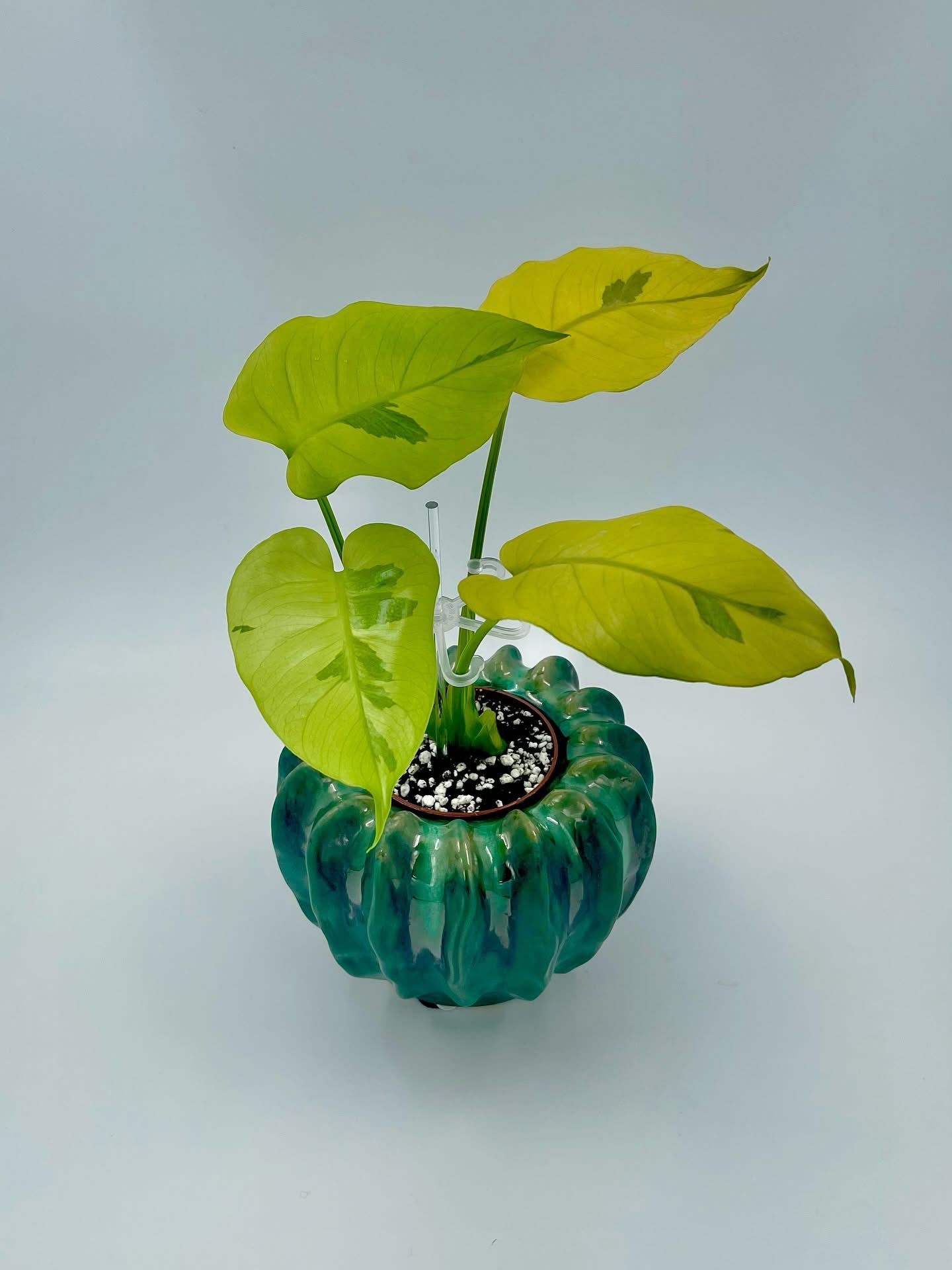 Monstera Deliciosa Yellow Lava